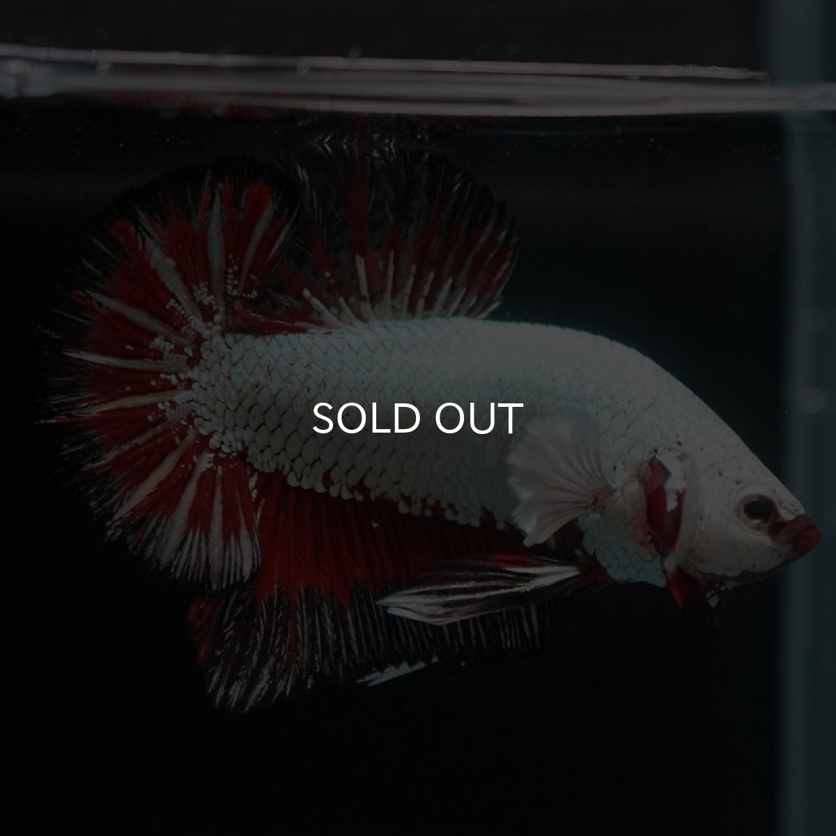 画像9: HMPK　プラチナブラックレッドドラゴン (9)