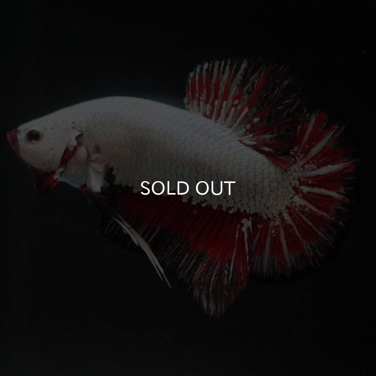 画像10: HMPK　プラチナブラックレッドドラゴン (10)