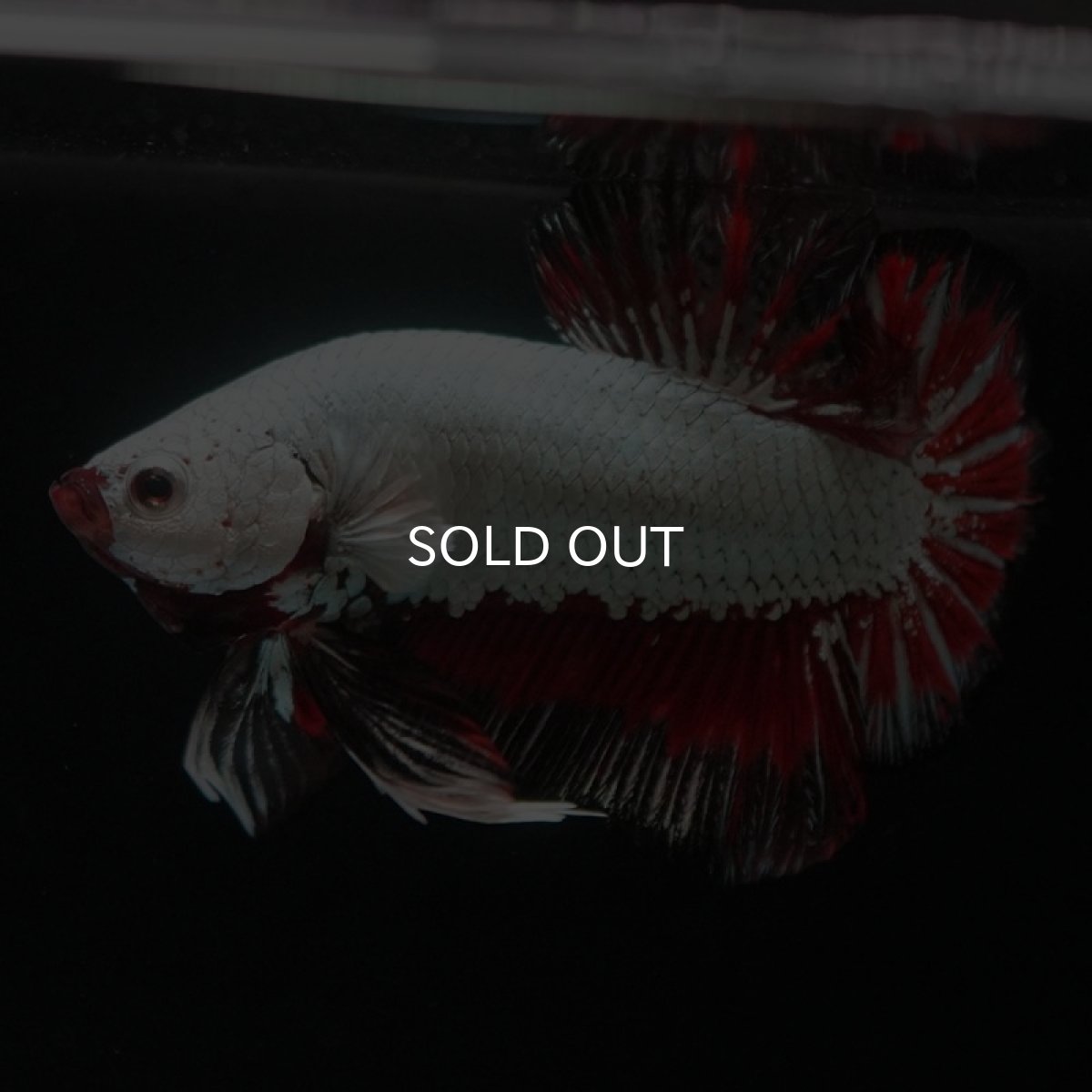 画像8: HMPK　プラチナブラックレッドドラゴン (8)