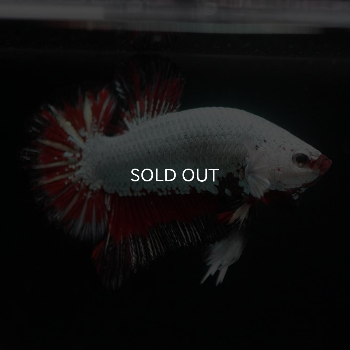 画像7: HMPK　プラチナブラックレッドドラゴン (7)