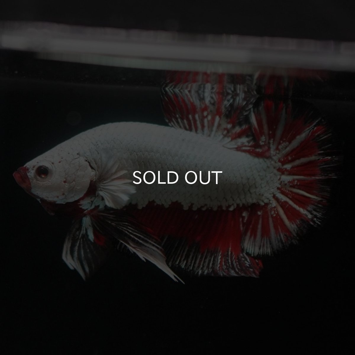 画像6: HMPK　プラチナブラックレッドドラゴン (6)