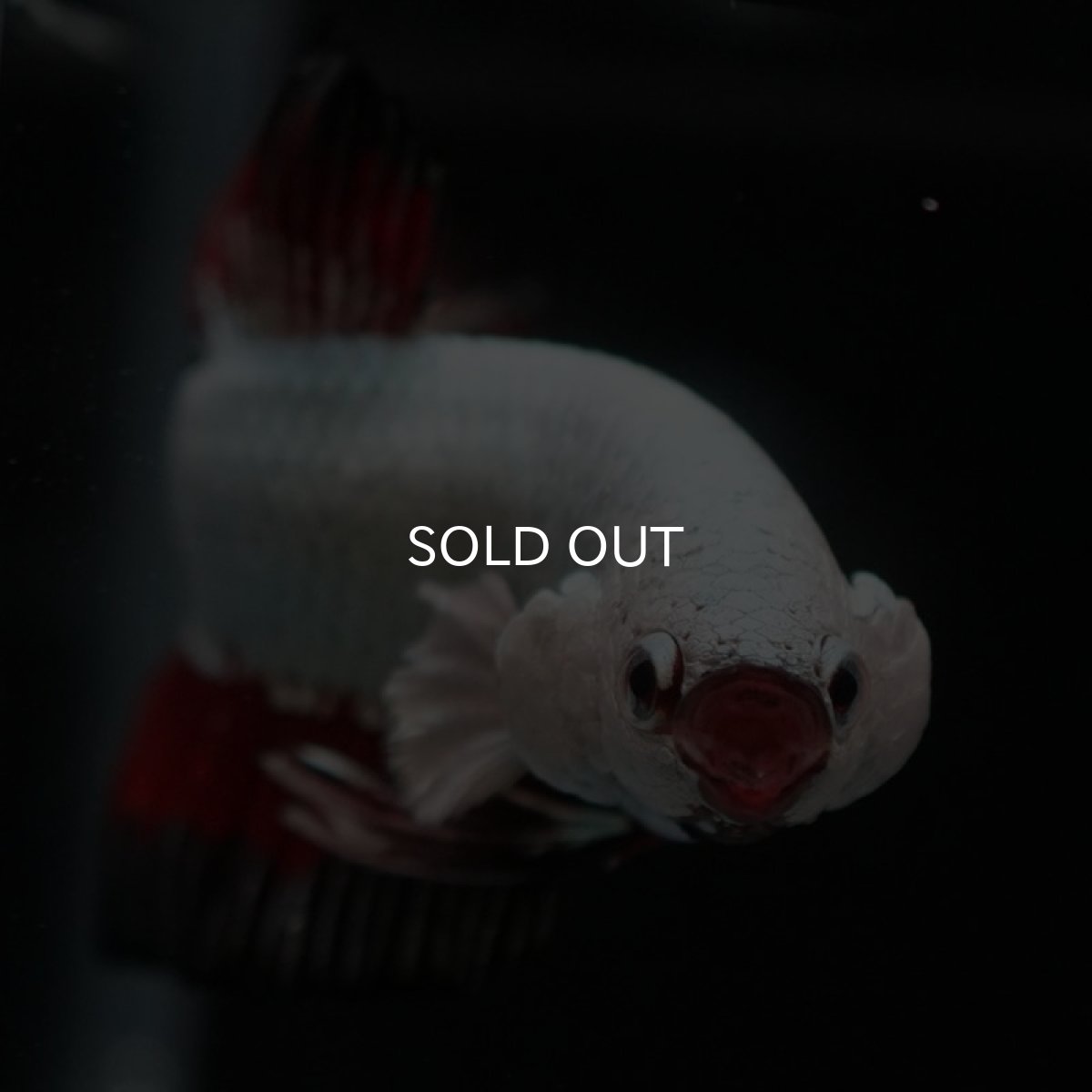 画像5: HMPK　プラチナブラックレッドドラゴン (5)