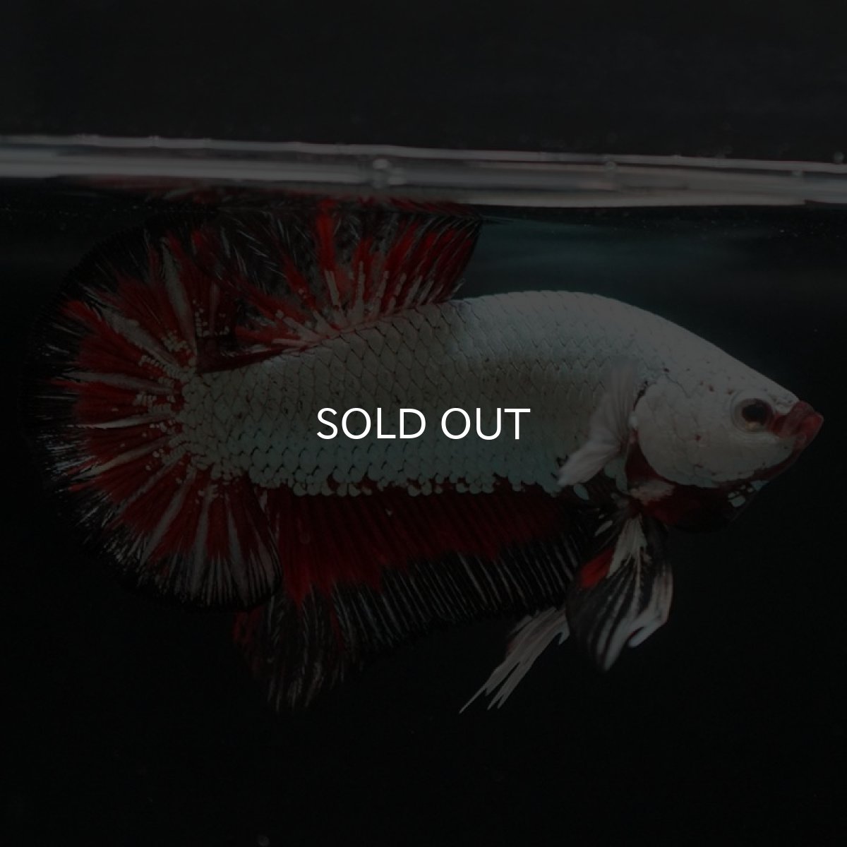 画像3: HMPK　プラチナブラックレッドドラゴン (3)