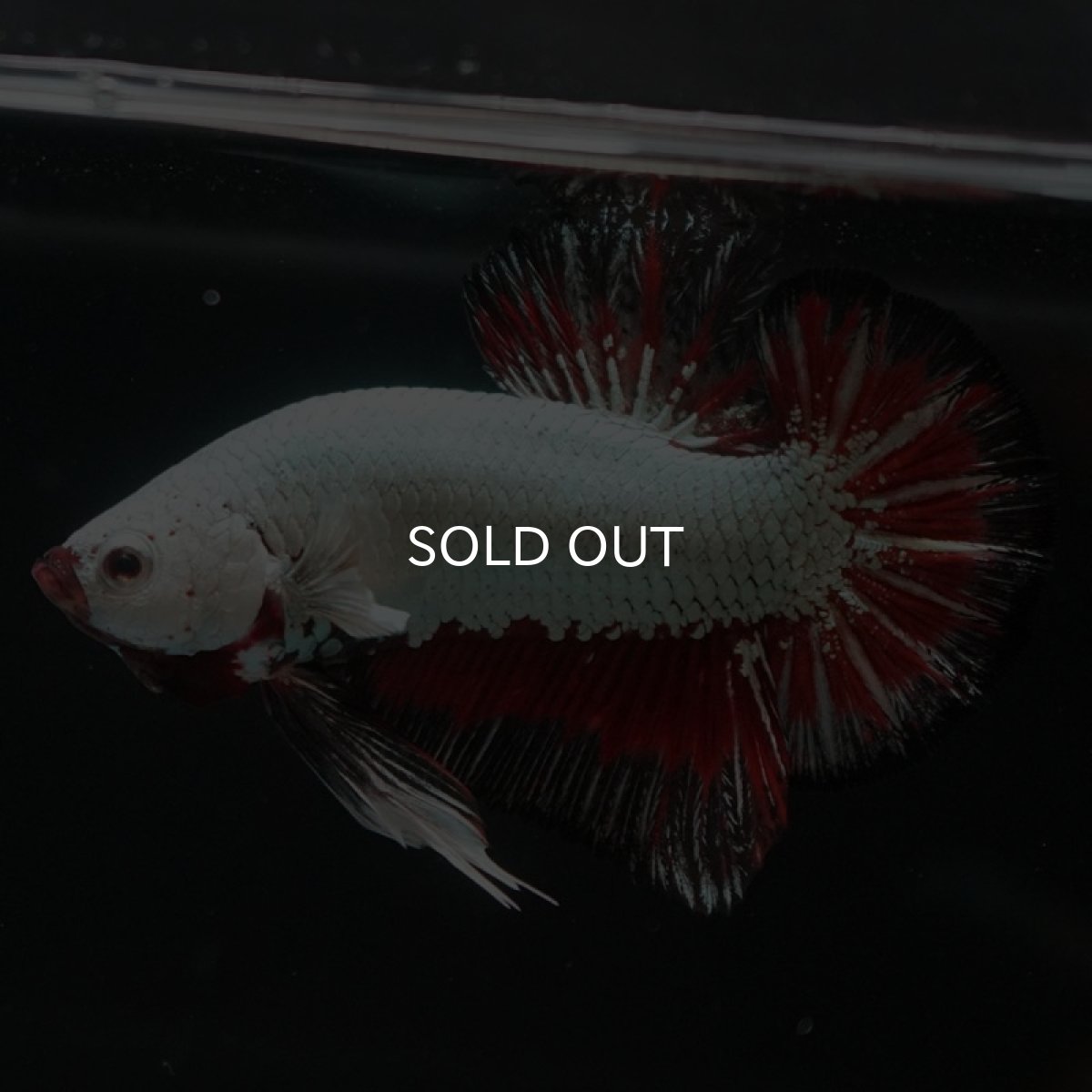 画像4: HMPK　プラチナブラックレッドドラゴン (4)