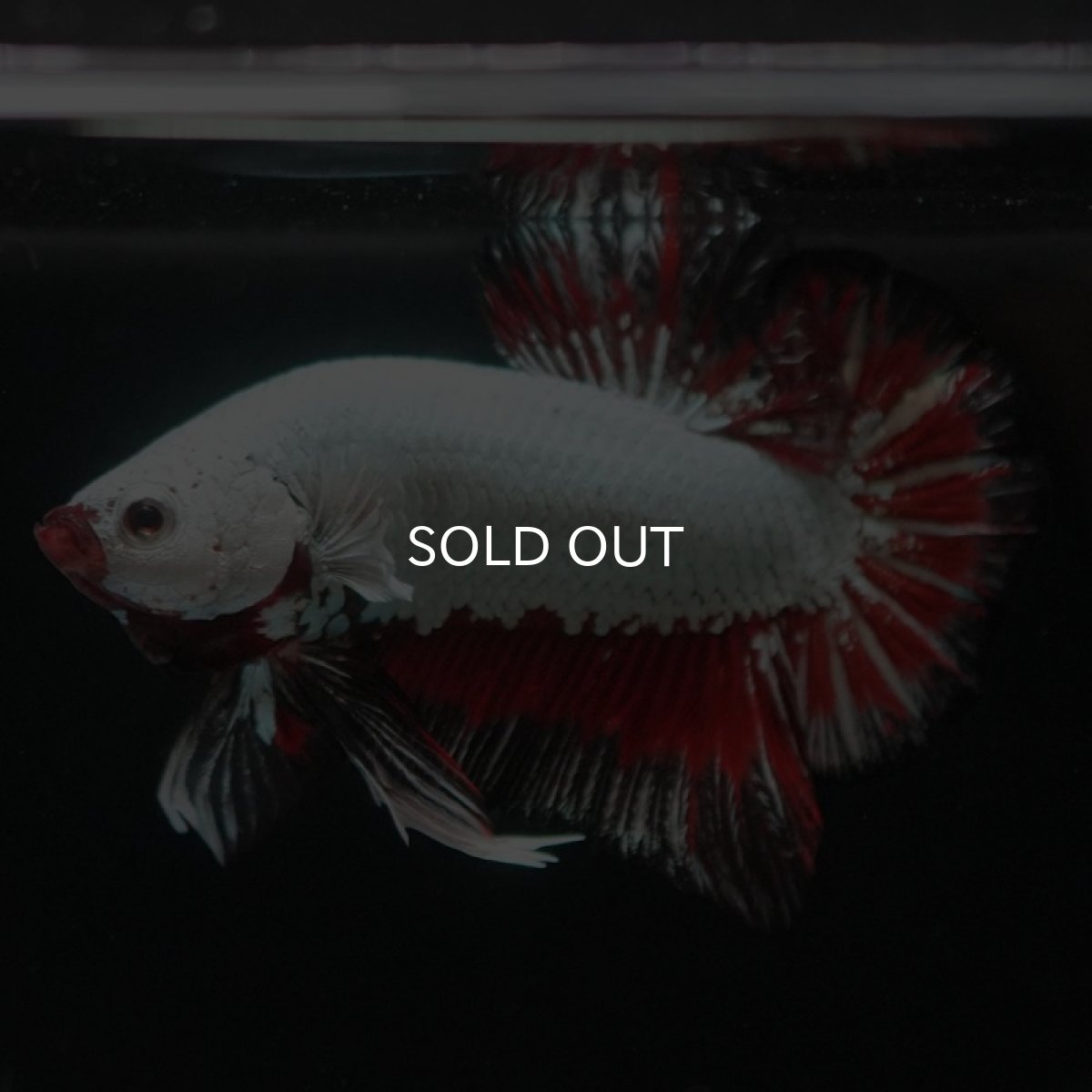 画像2: HMPK　プラチナブラックレッドドラゴン (2)