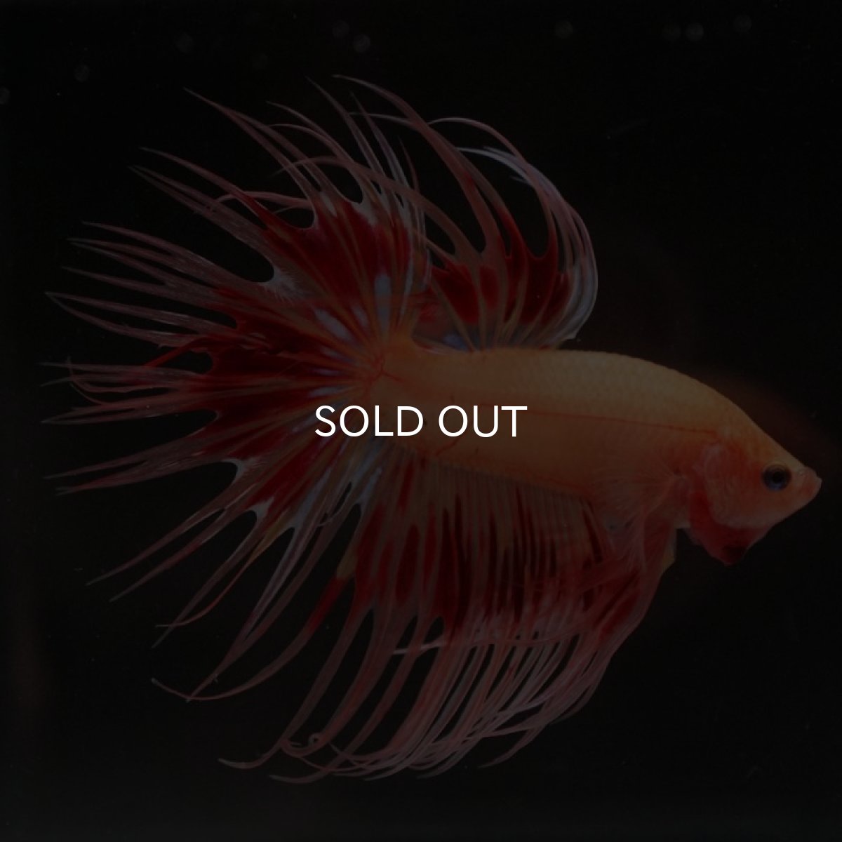 画像10: CT アルマゲドン (10)