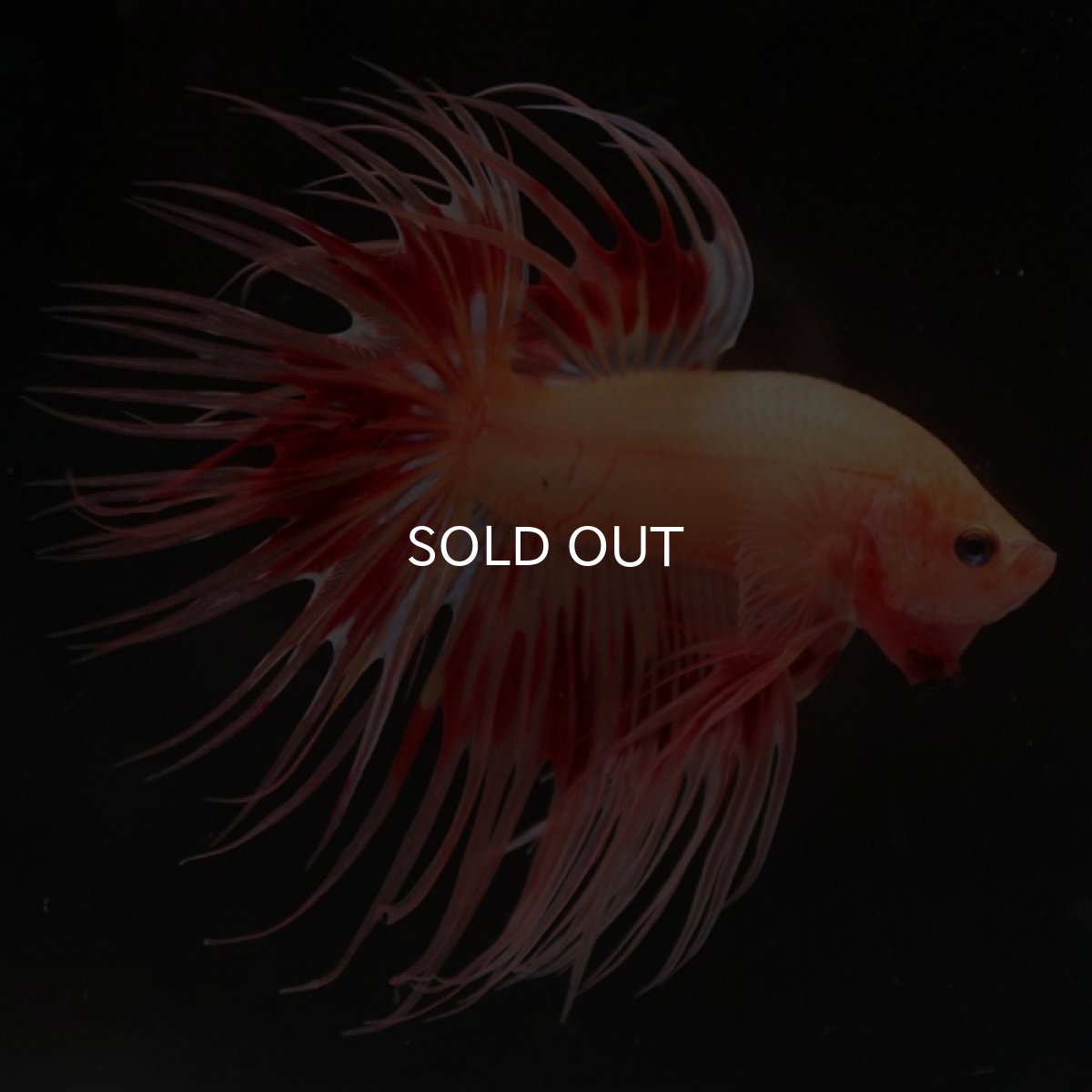 画像5: CT アルマゲドン (5)