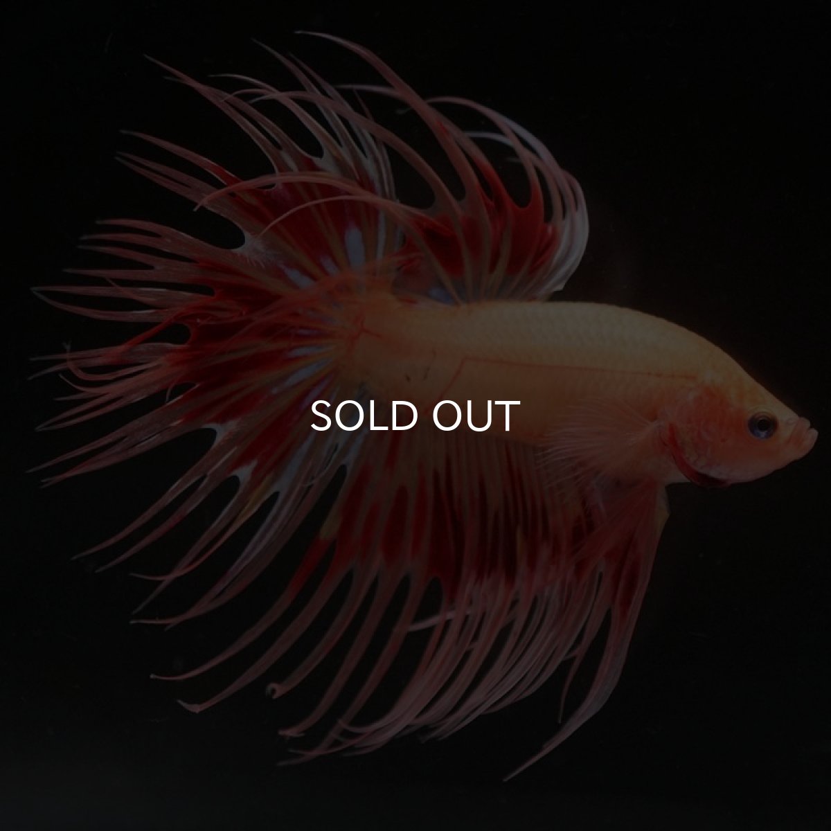 画像8: CT アルマゲドン (8)