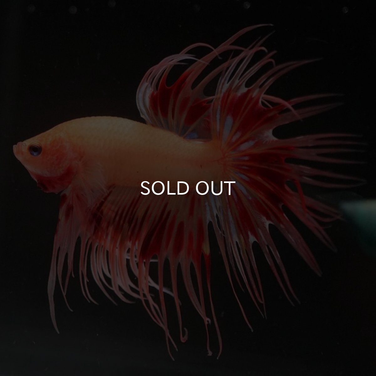 画像9: CT アルマゲドン (9)