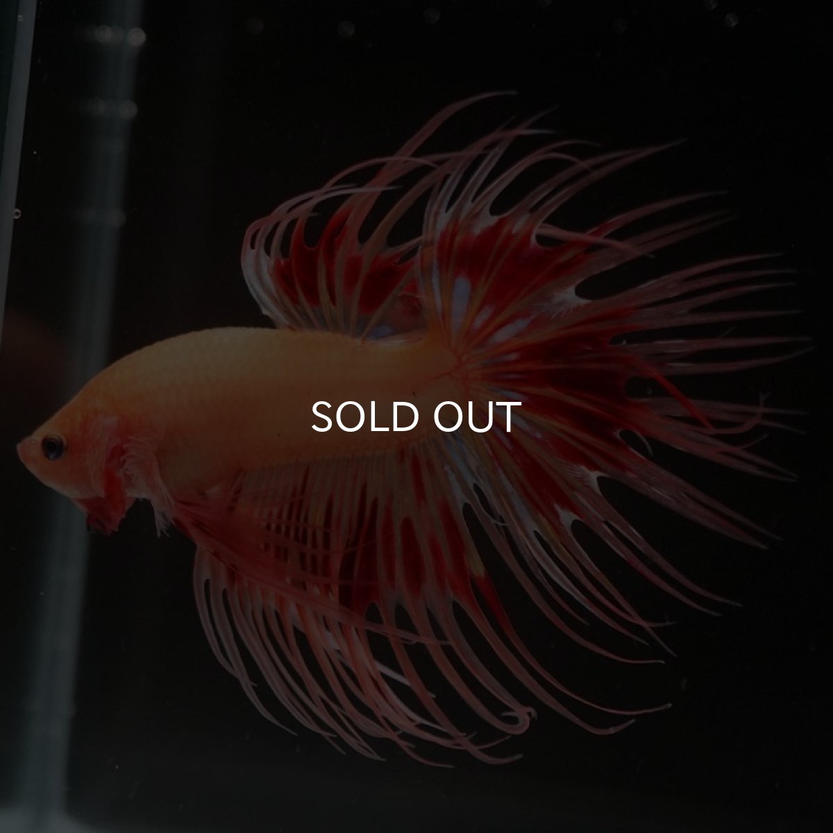 画像7: CT アルマゲドン (7)