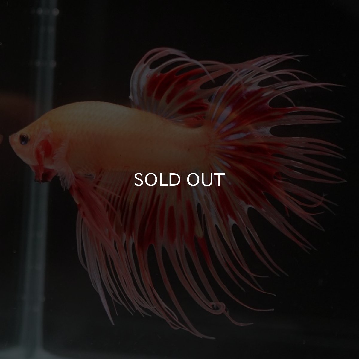 画像6: CT アルマゲドン (6)