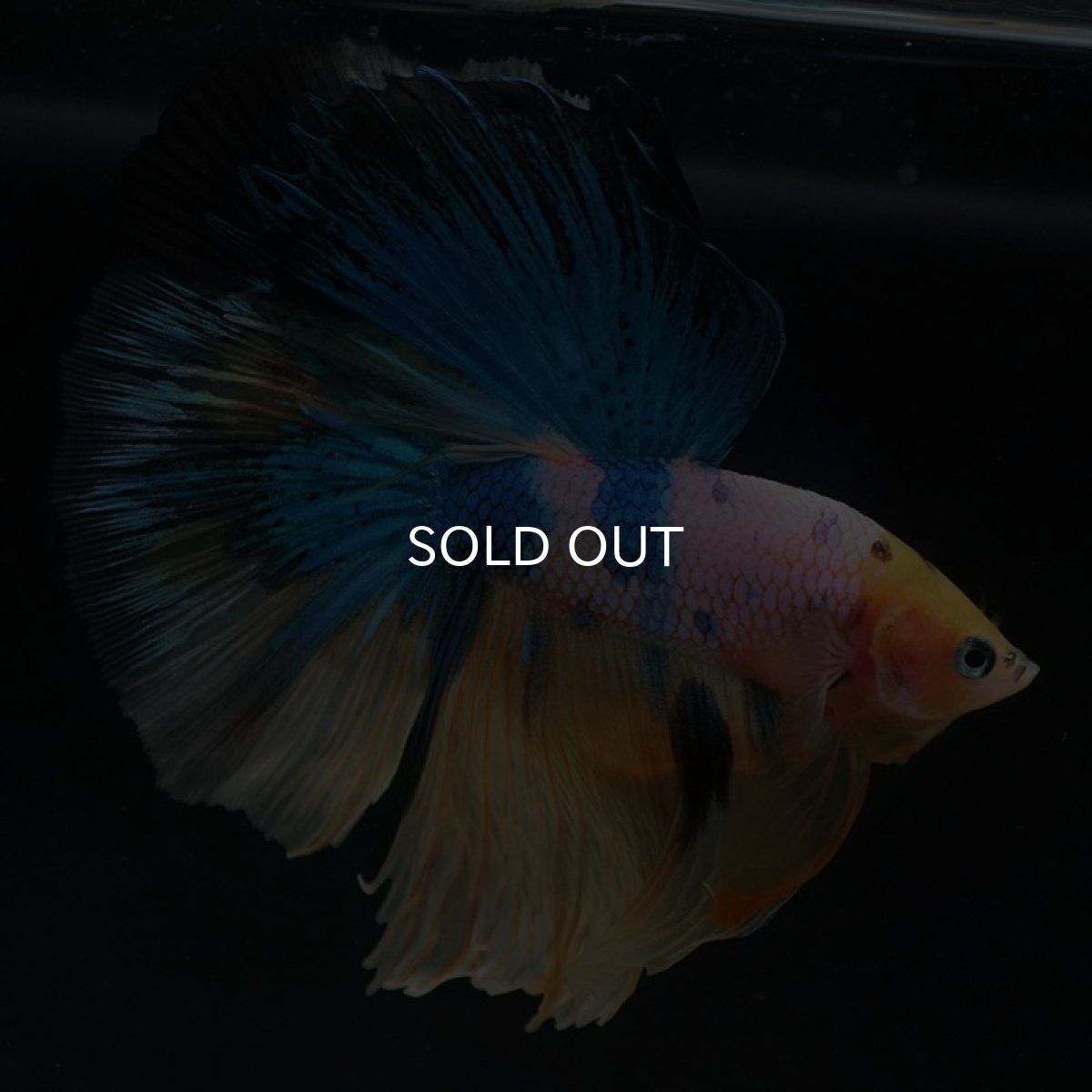 画像12: HM　イエロータイガーギャラクシー (12)