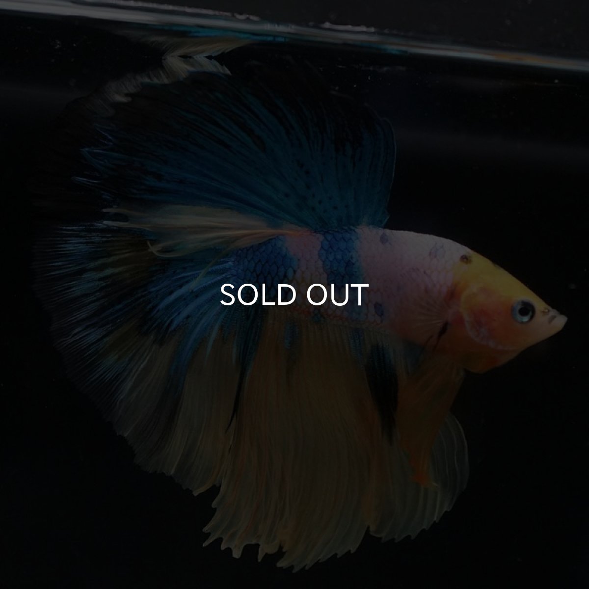 画像11: HM　イエロータイガーギャラクシー (11)