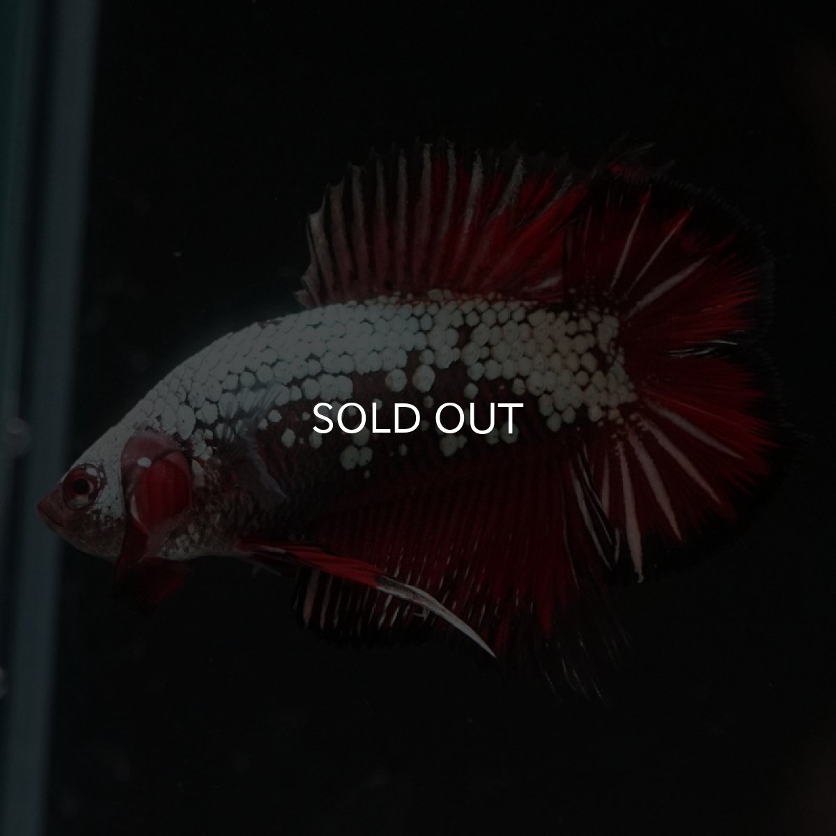 画像6: DTPK プラチナブラックレッドドラゴン (6)