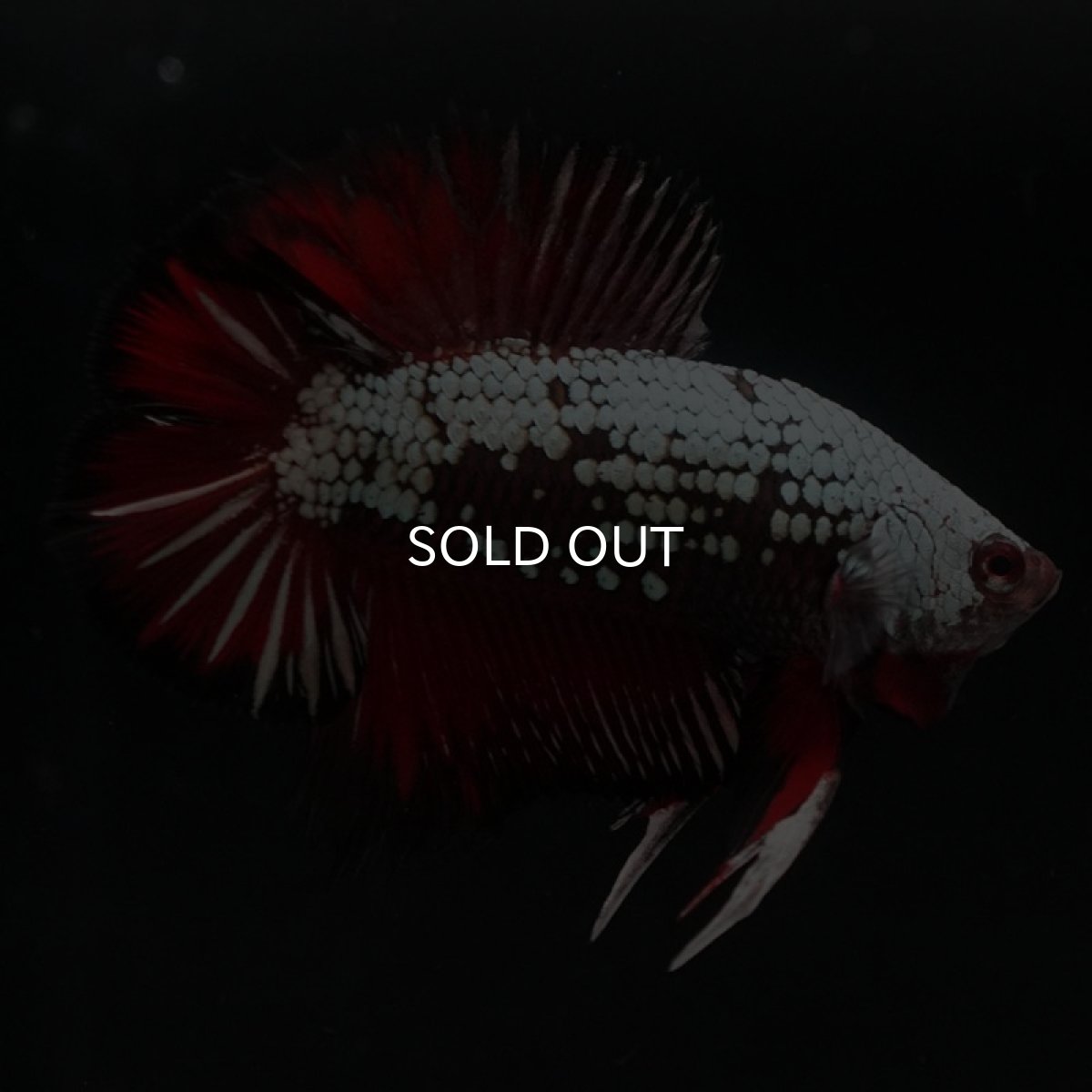 画像7: DTPK プラチナブラックレッドドラゴン (7)