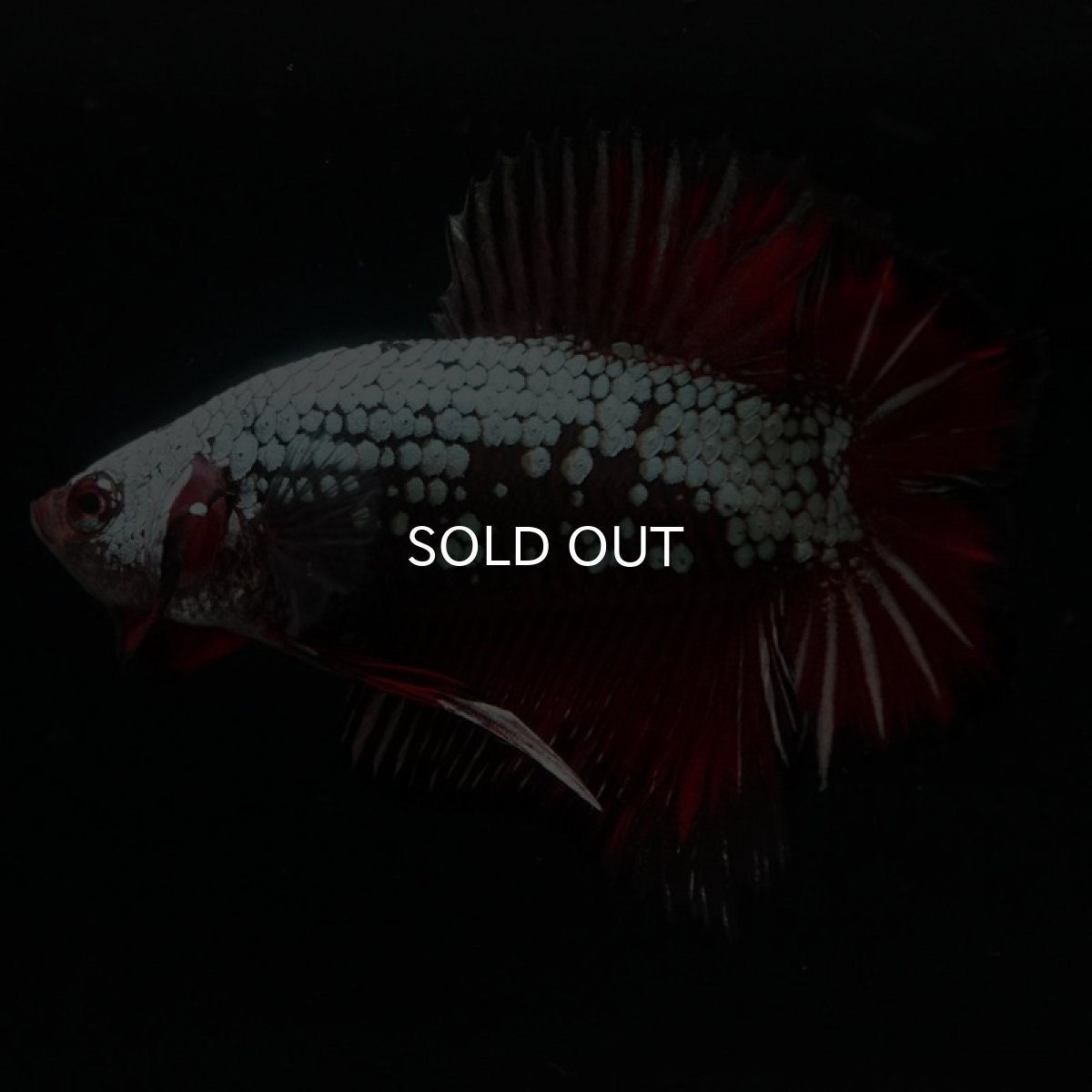 画像5: DTPK プラチナブラックレッドドラゴン (5)