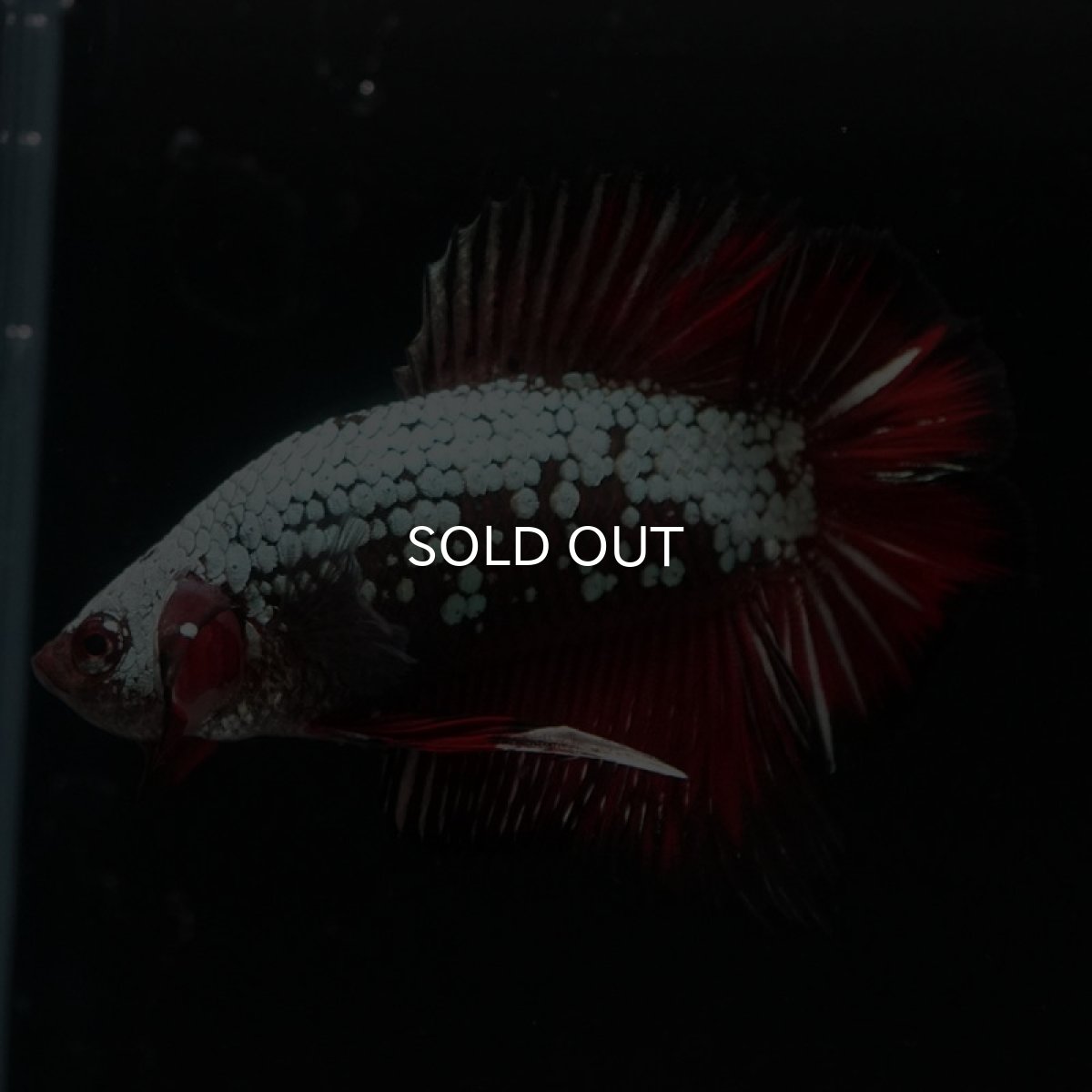 画像2: DTPK プラチナブラックレッドドラゴン (2)