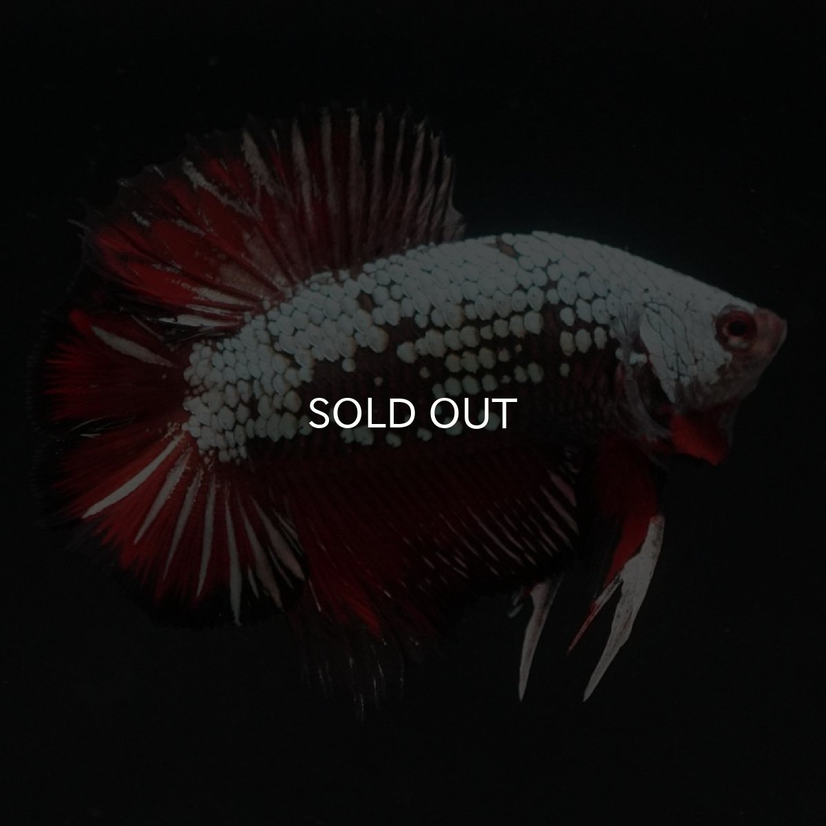 画像3: DTPK プラチナブラックレッドドラゴン (3)