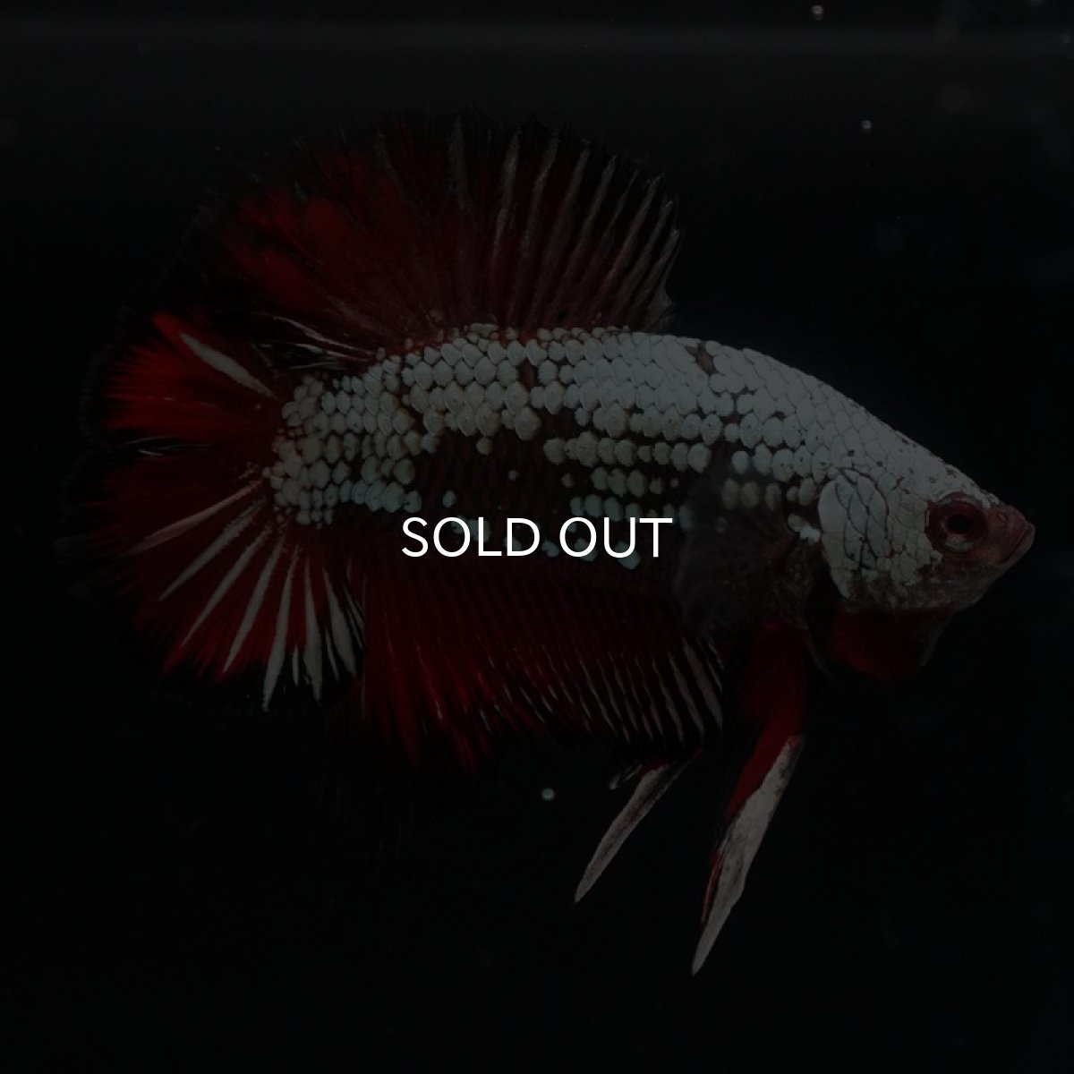 画像4: DTPK プラチナブラックレッドドラゴン (4)