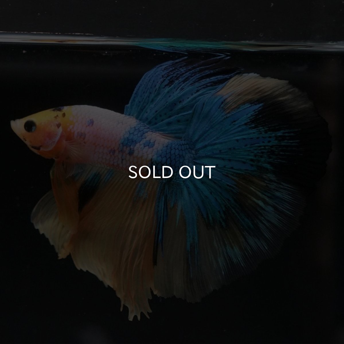 画像2: HM　イエロータイガーギャラクシー (2)