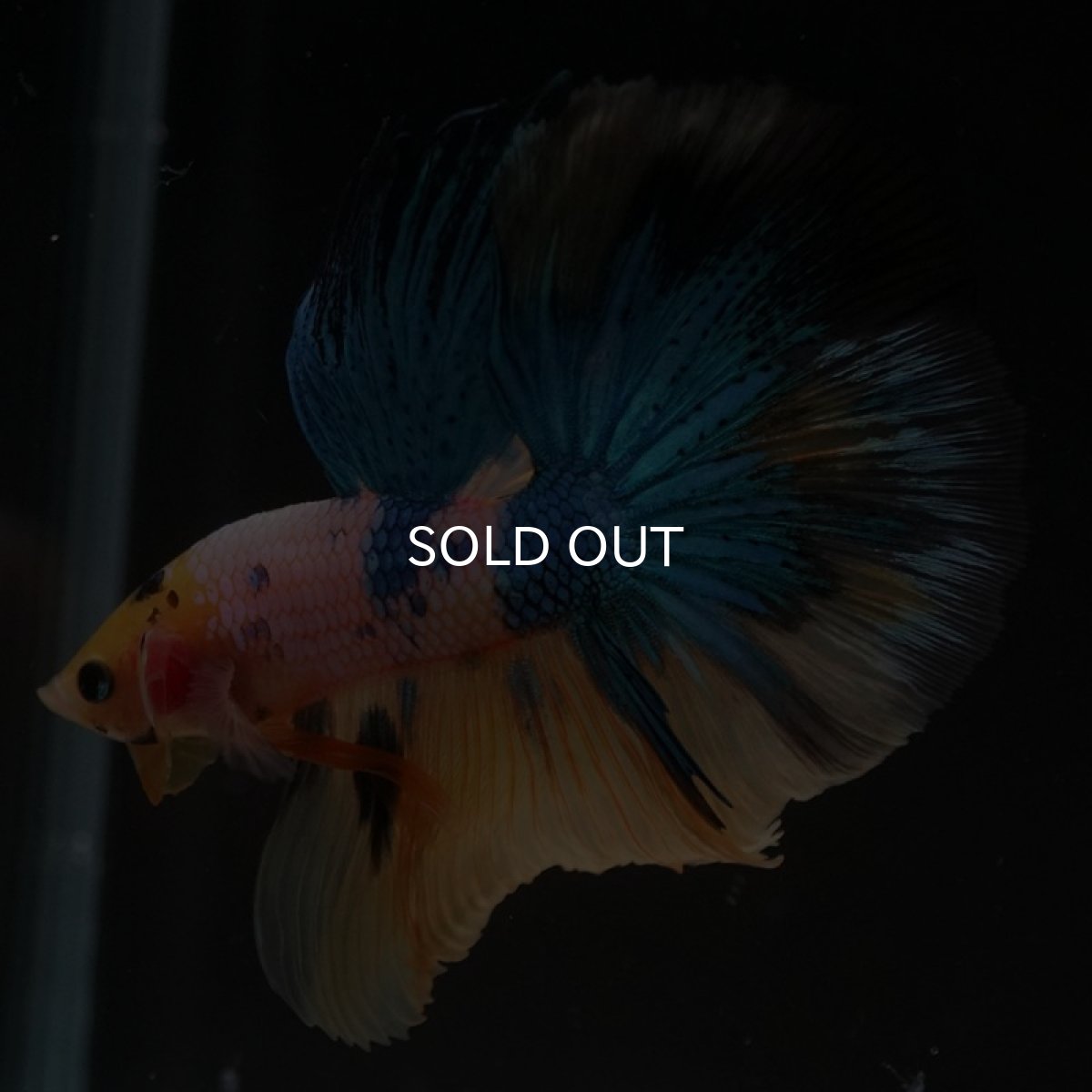 画像10: HM　イエロータイガーギャラクシー (10)