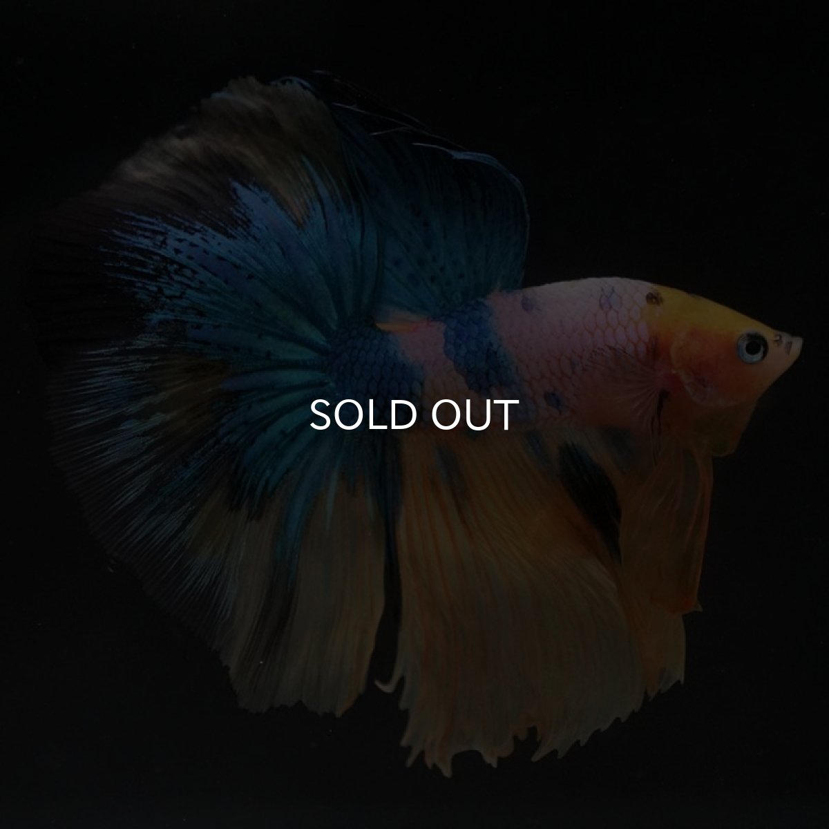 画像9: HM　イエロータイガーギャラクシー (9)