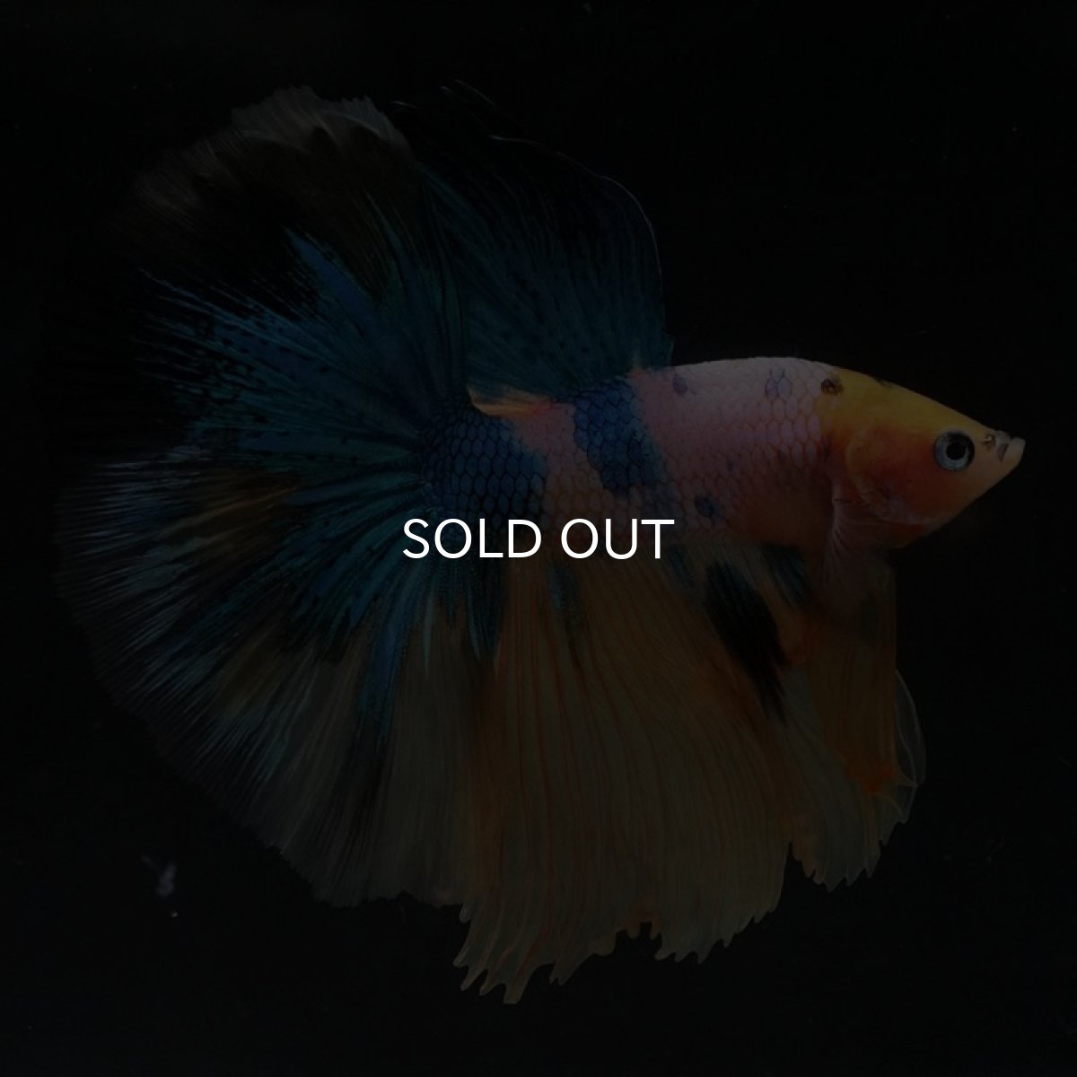 画像5: HM　イエロータイガーギャラクシー (5)