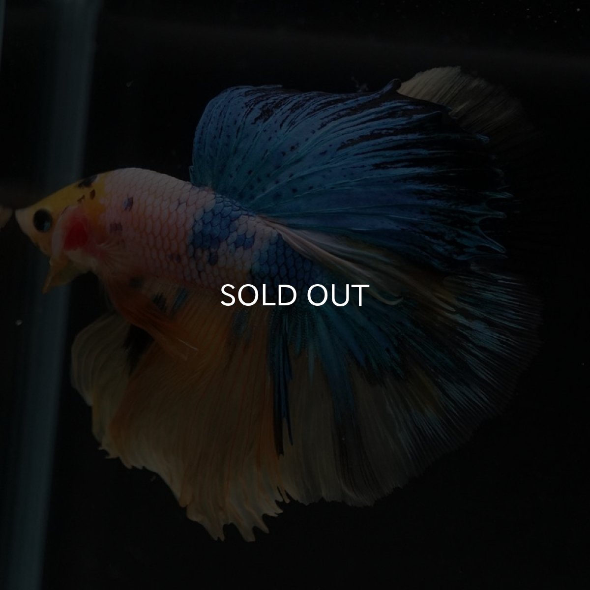 画像8: HM　イエロータイガーギャラクシー (8)