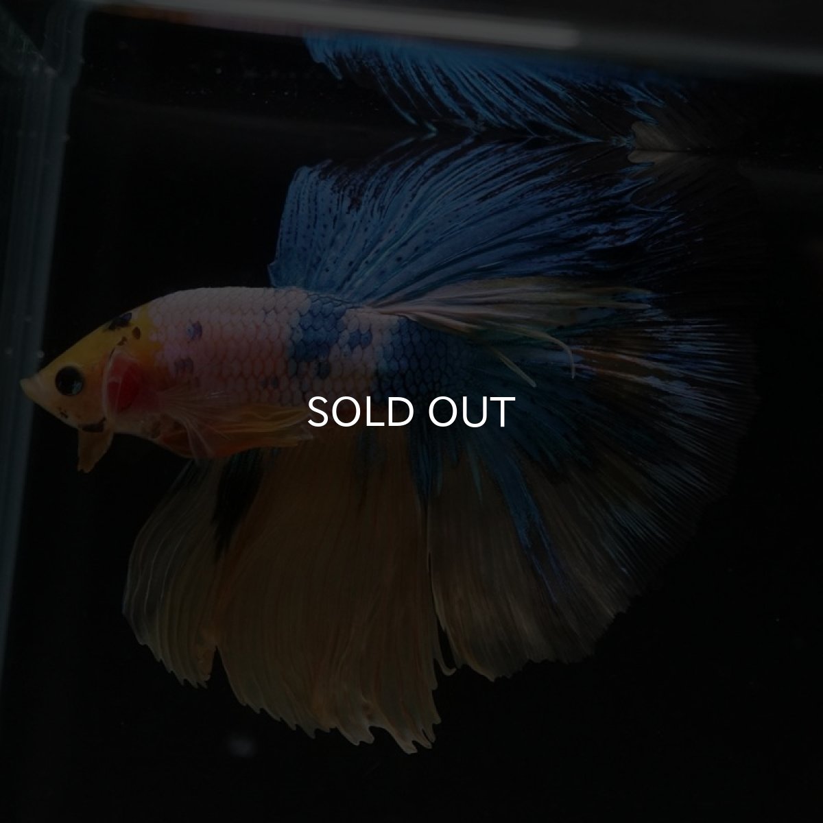 画像6: HM　イエロータイガーギャラクシー (6)