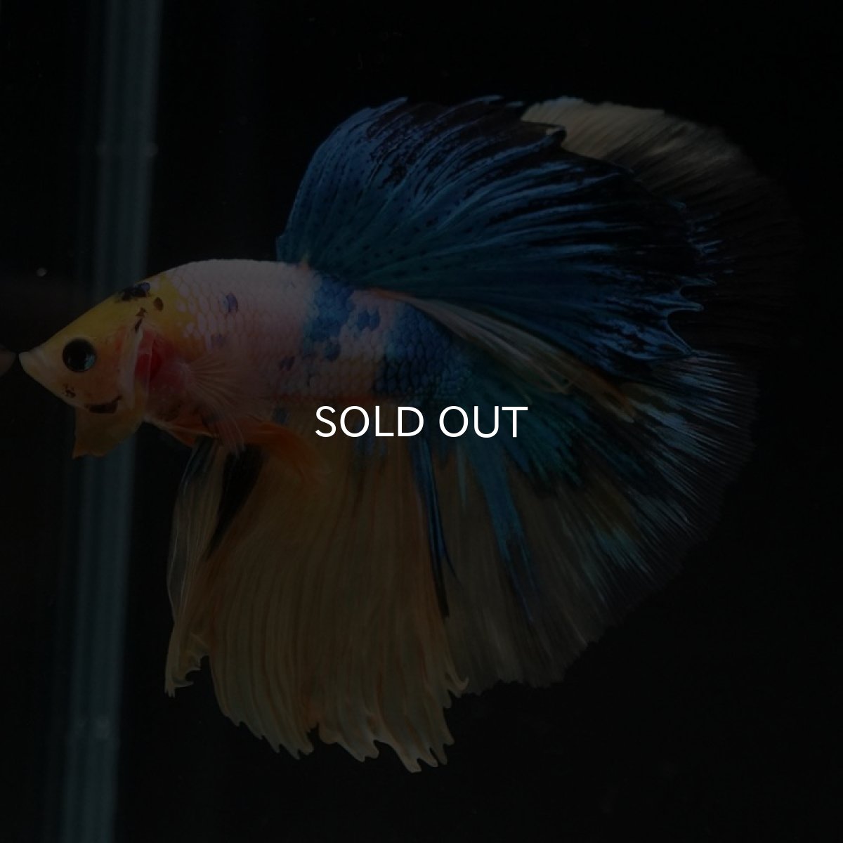 画像4: HM　イエロータイガーギャラクシー (4)