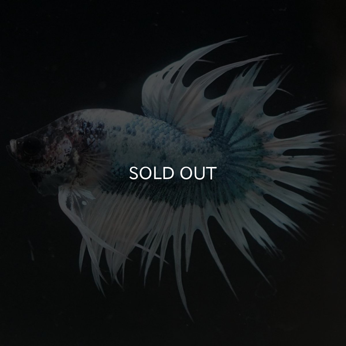 画像7: CT ホワイトブルーファンシー (7)