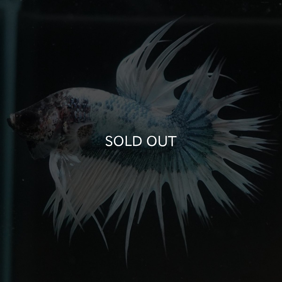 画像10: CT ホワイトブルーファンシー (10)