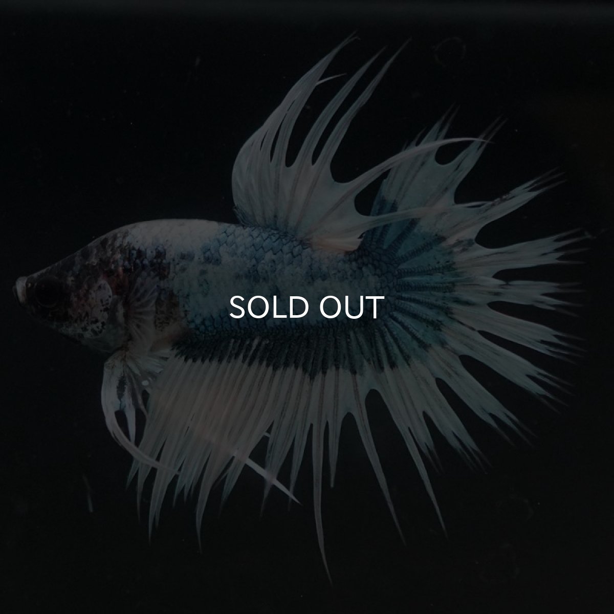 画像9: CT ホワイトブルーファンシー (9)