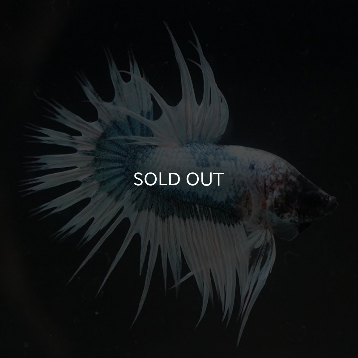 画像8: CT ホワイトブルーファンシー (8)