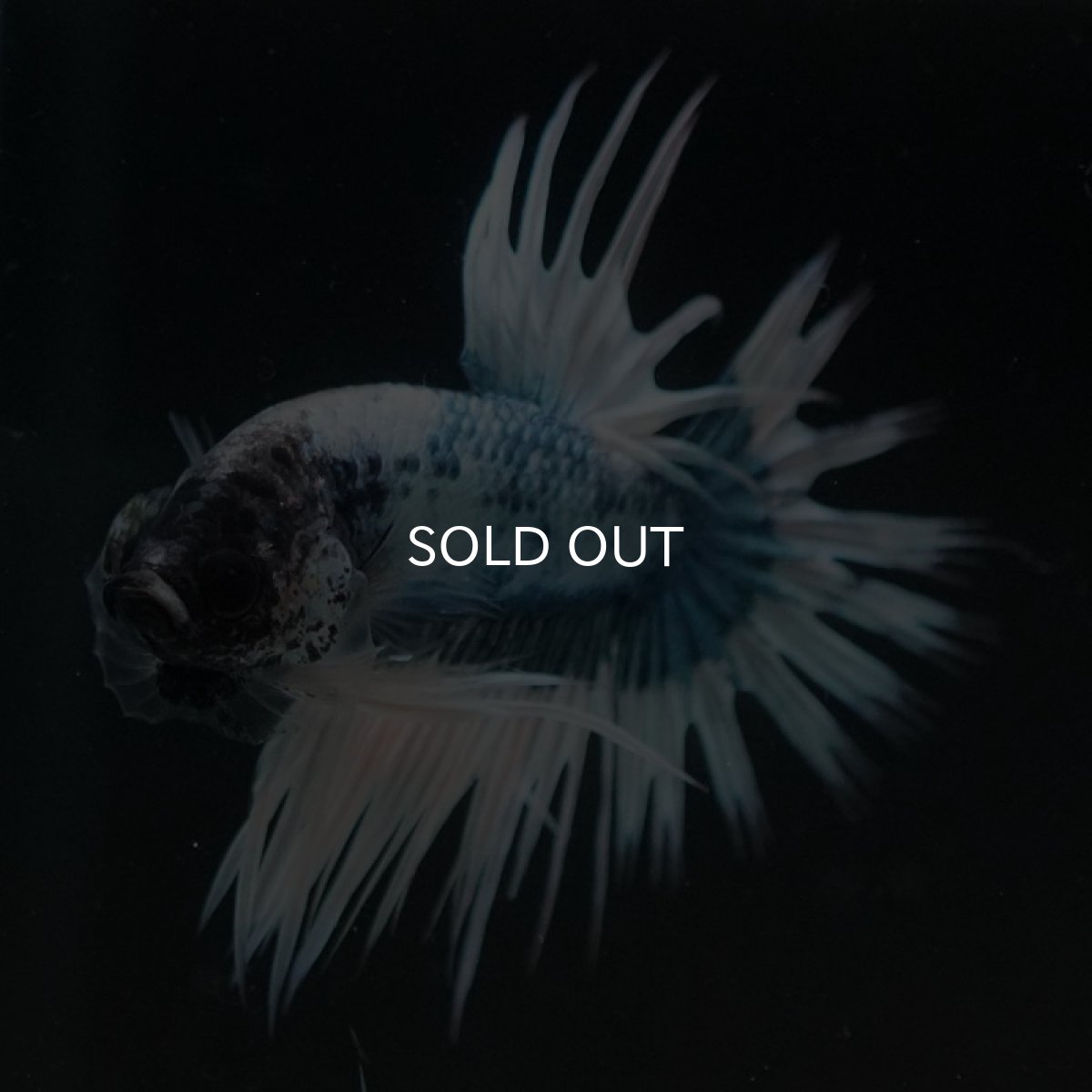 画像3: CT ホワイトブルーファンシー (3)