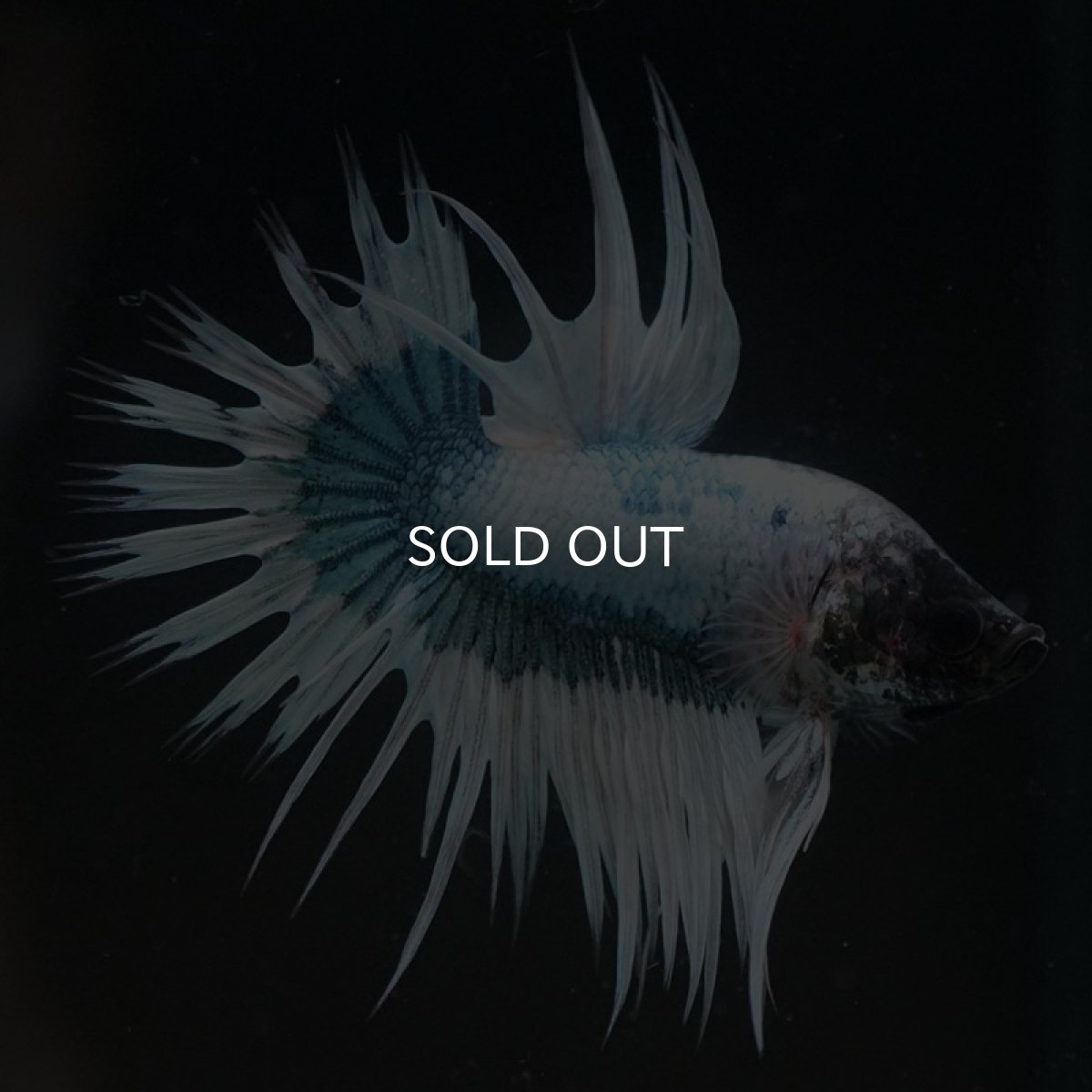 画像6: CT ホワイトブルーファンシー (6)