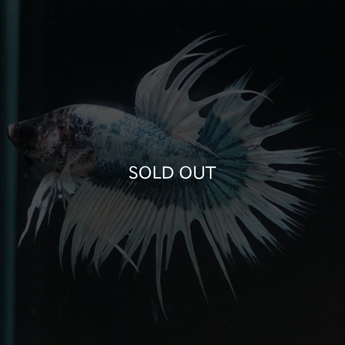 画像5: CT ホワイトブルーファンシー (5)