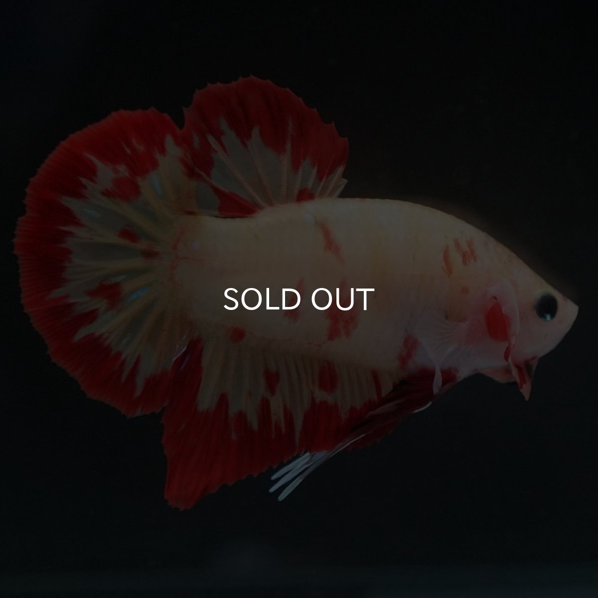 画像4: HMPK　ニモ　変わり柄 (4)