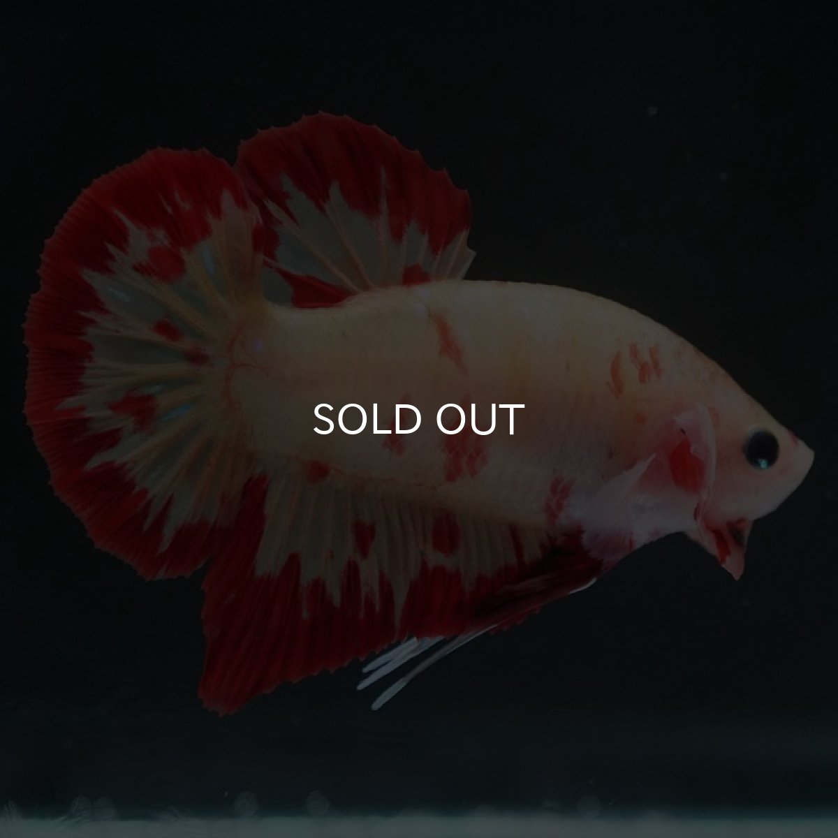 画像2: HMPK　ニモ　変わり柄 (2)