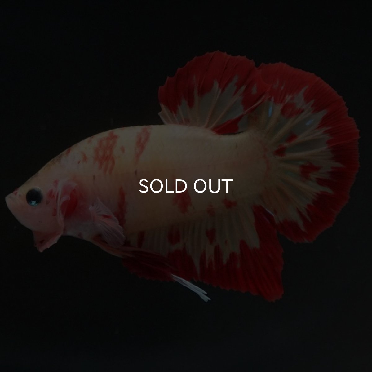 画像5: HMPK　ニモ　変わり柄 (5)