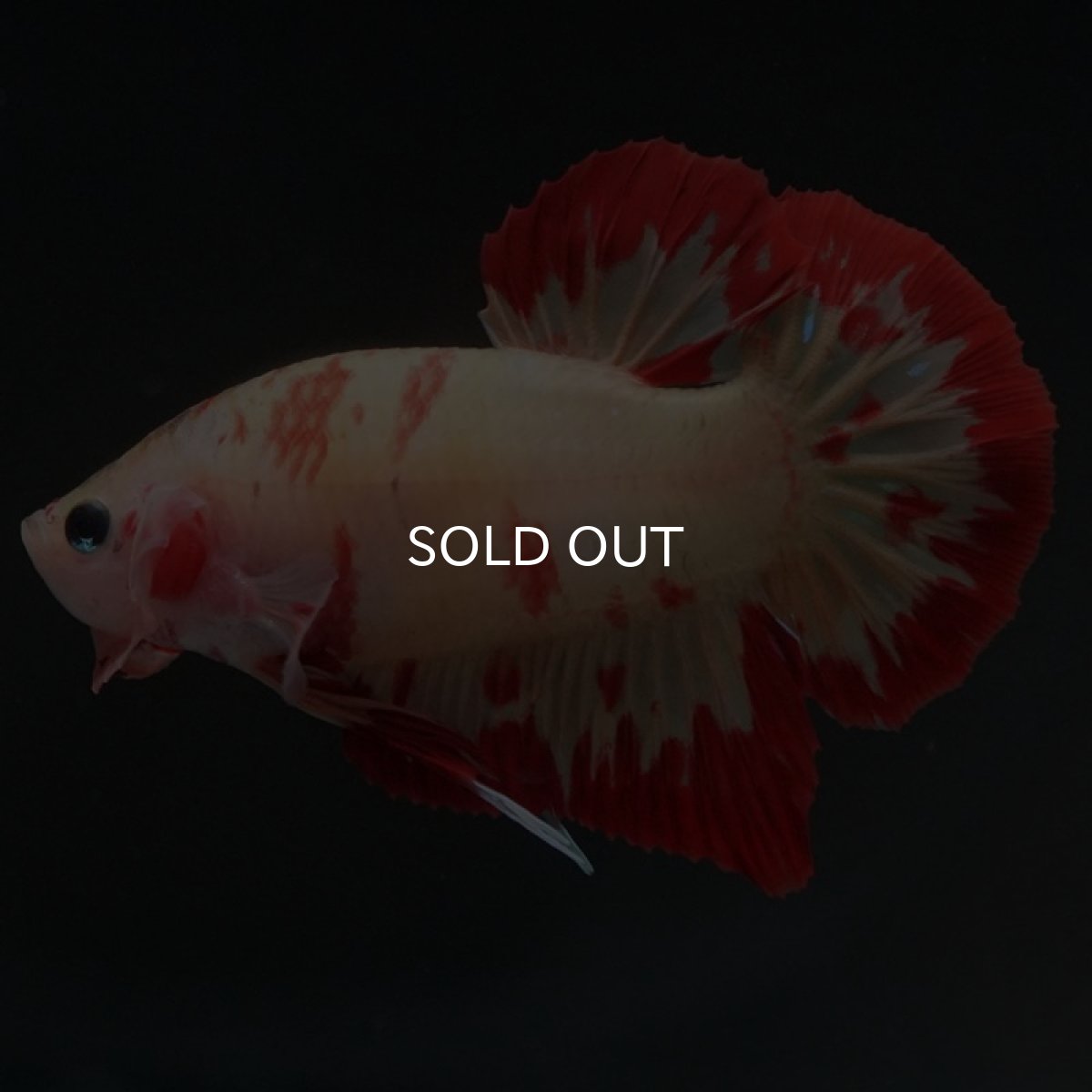 画像3: HMPK　ニモ　変わり柄 (3)