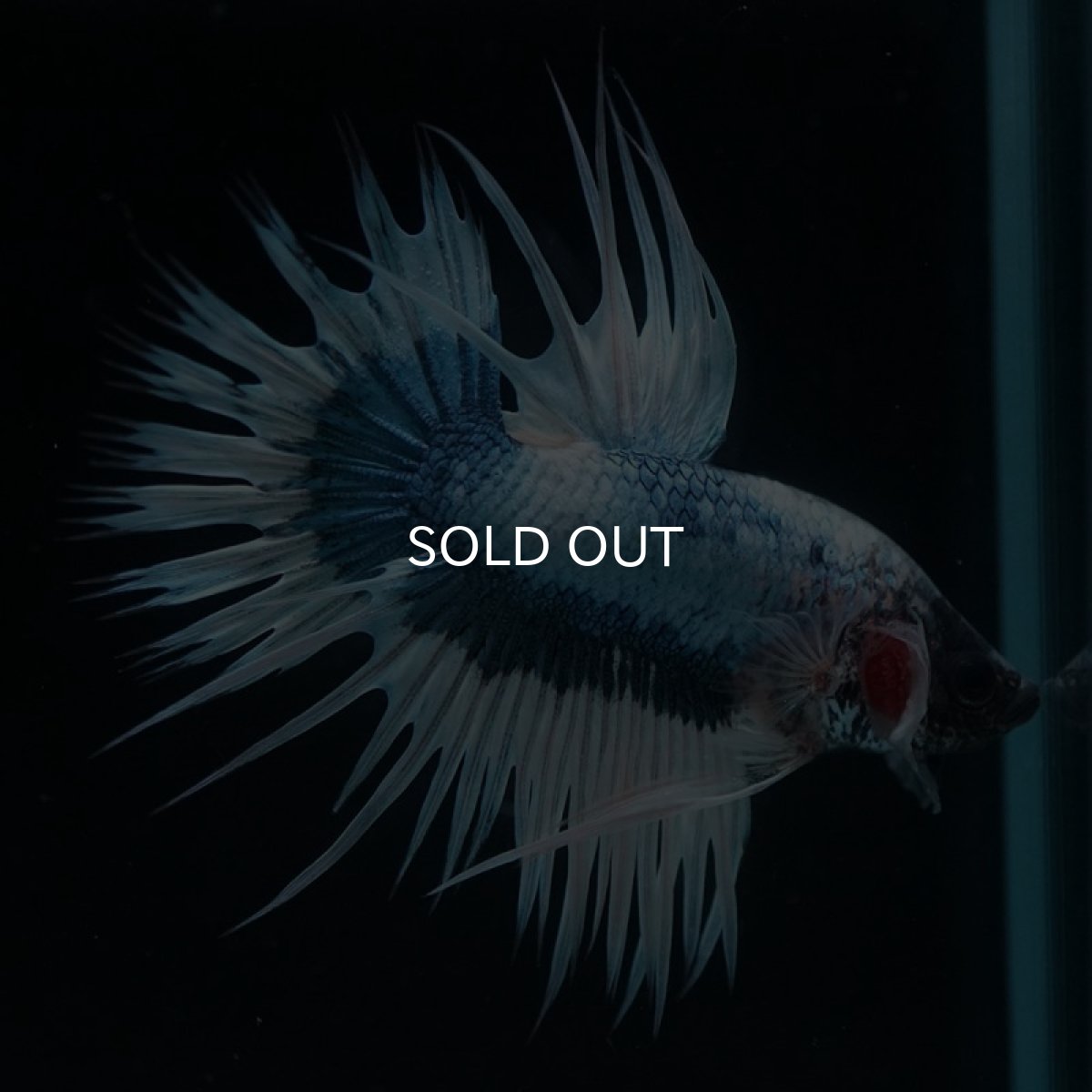 画像4: CT ホワイトブルーファンシー (4)