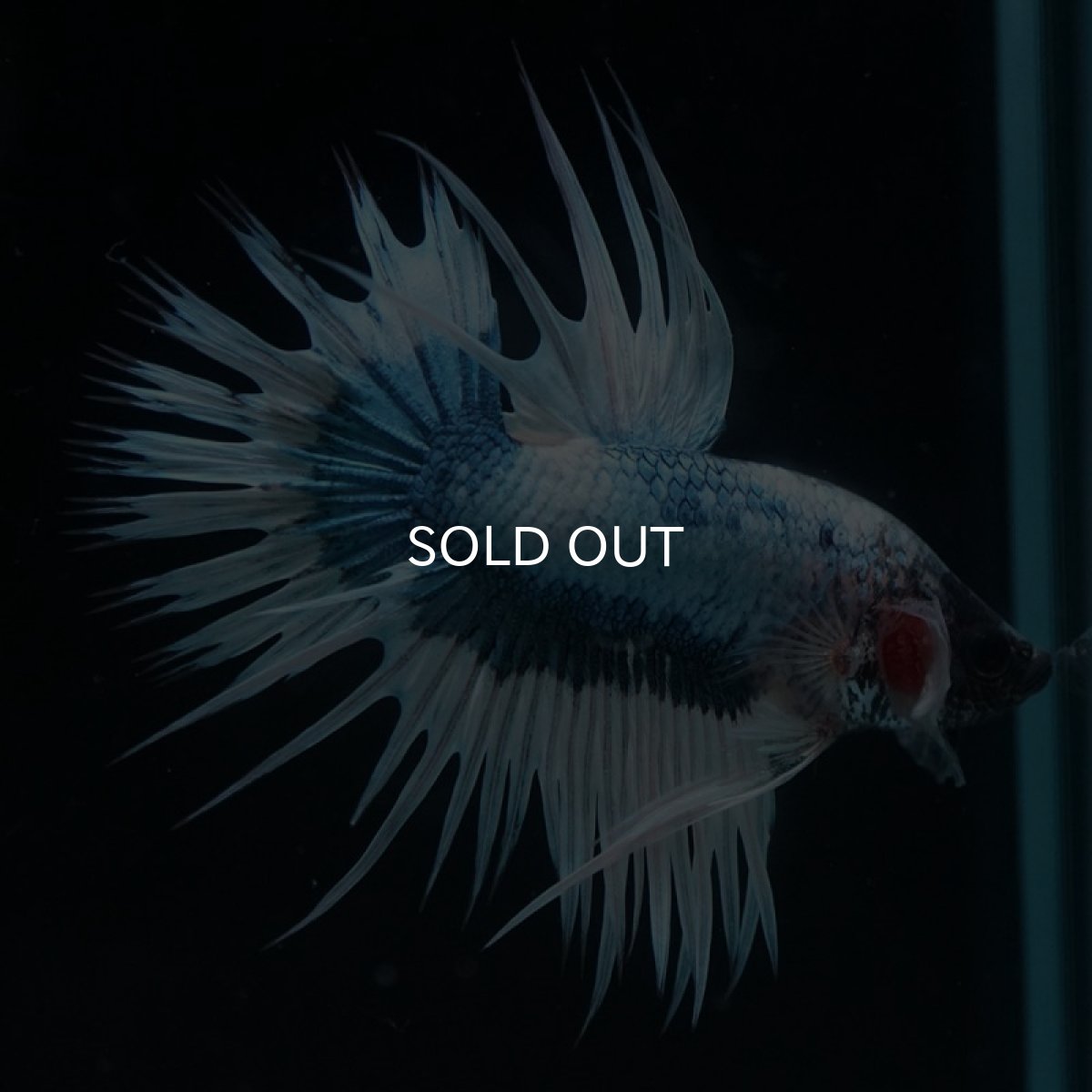 画像2: CT ホワイトブルーファンシー (2)