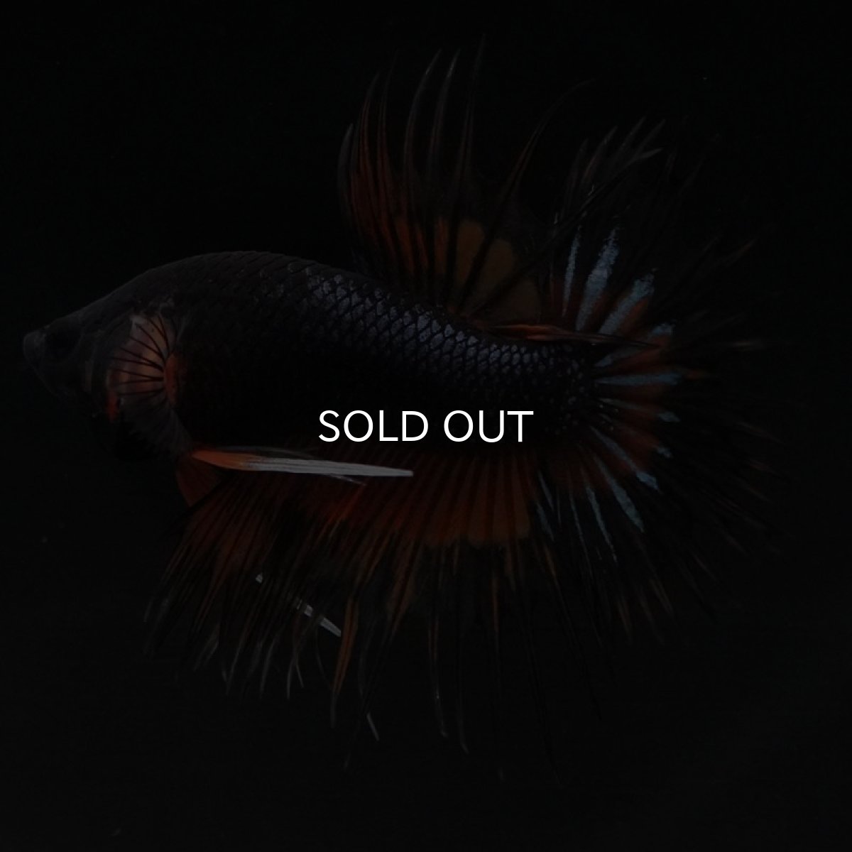 画像8: CT　ファンシー (8)