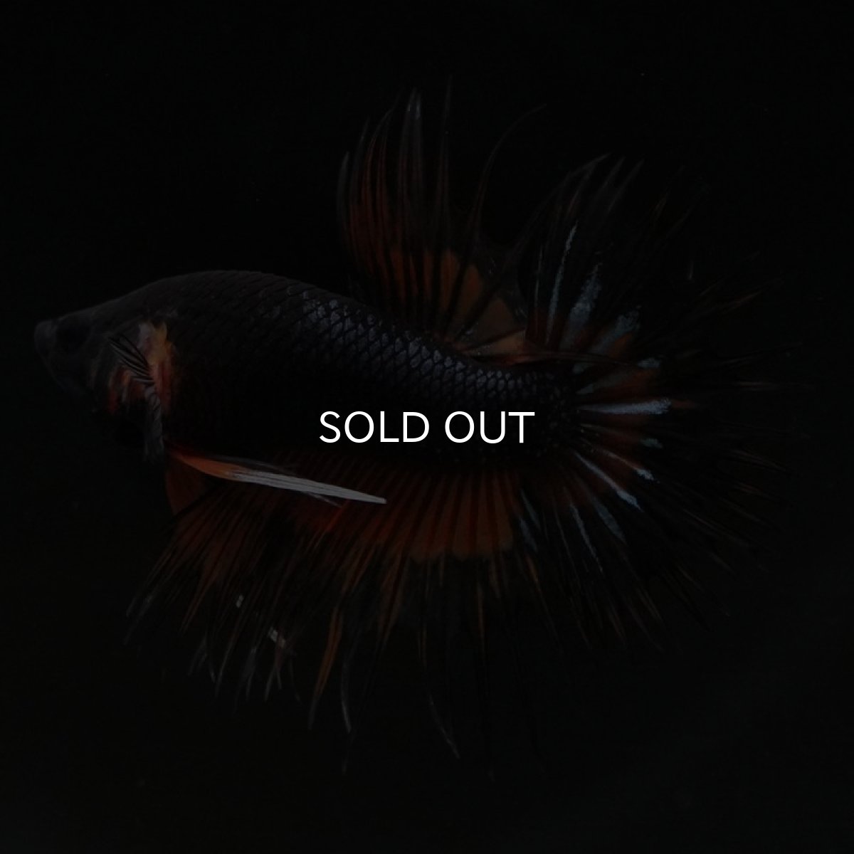 画像7: CT　ファンシー (7)