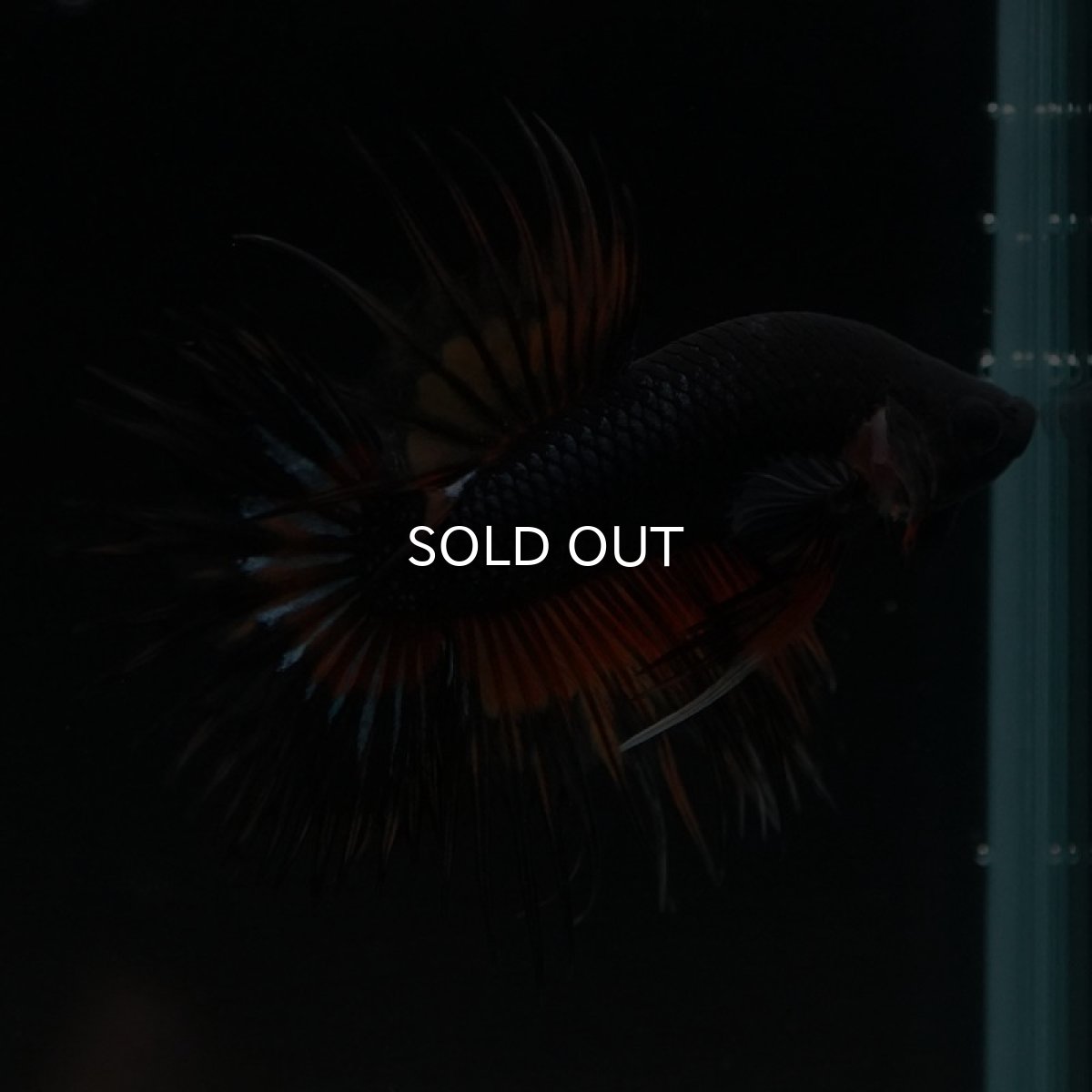 画像6: CT　ファンシー (6)