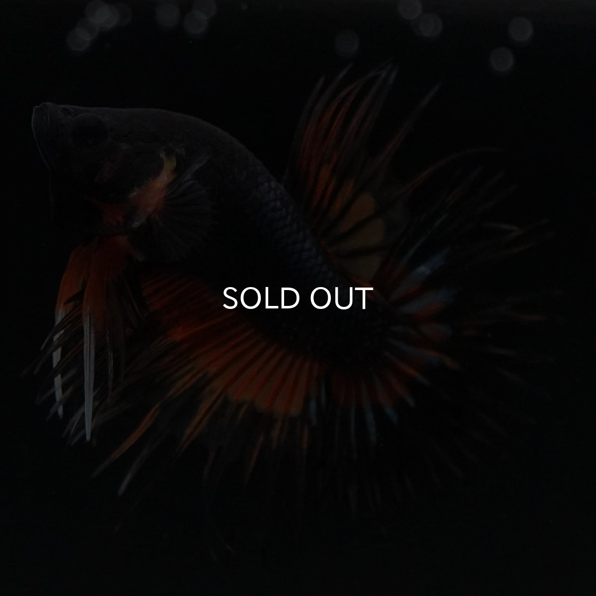 画像5: CT　ファンシー (5)