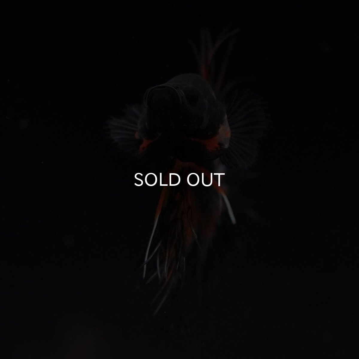 画像4: CT　ファンシー (4)