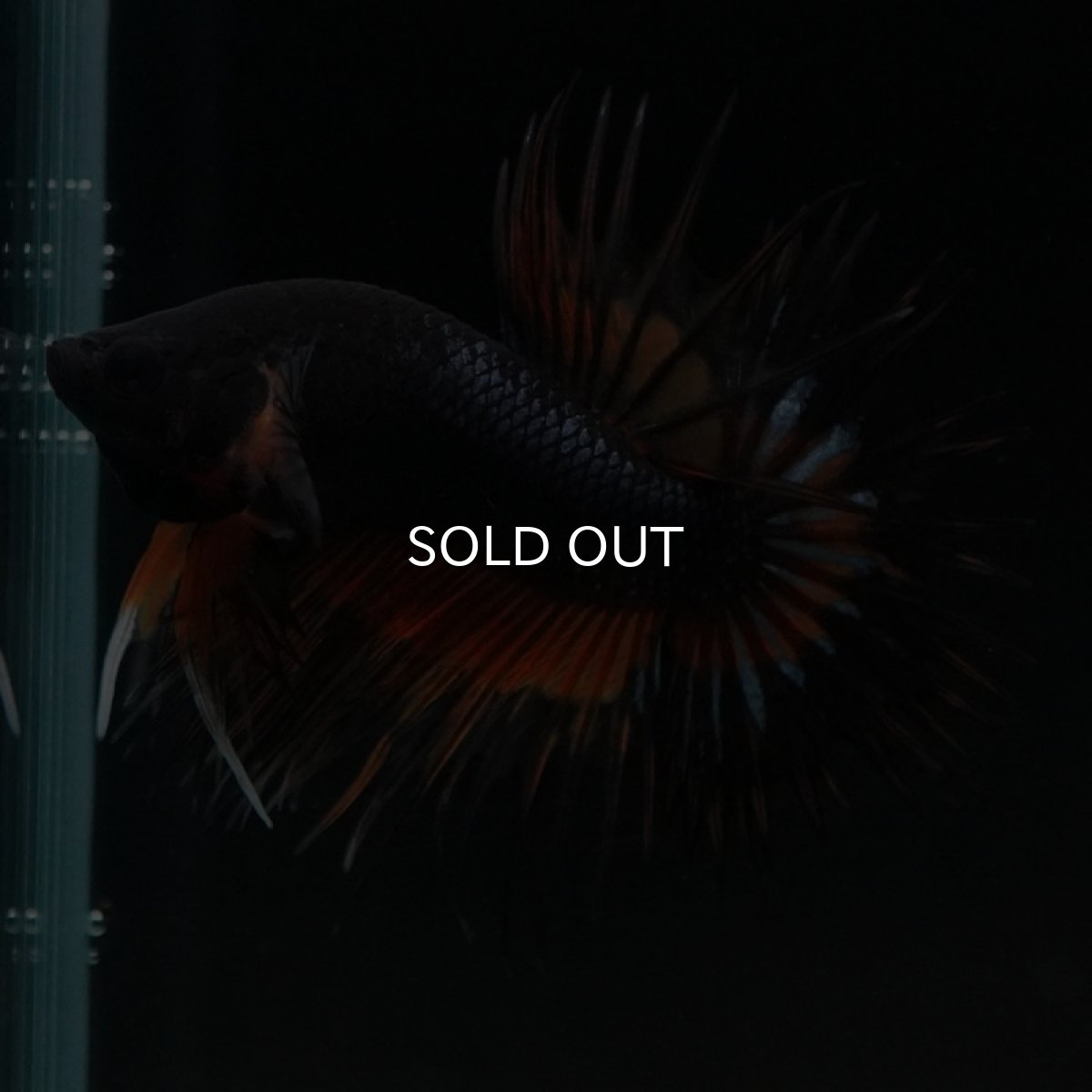 画像3: CT　ファンシー (3)