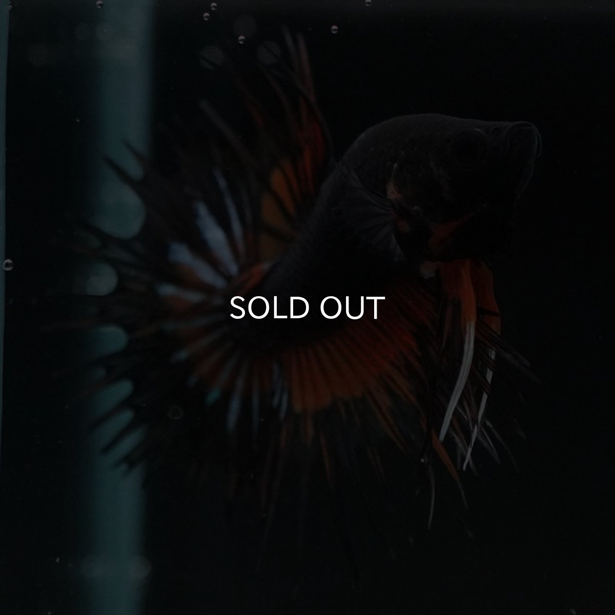 画像2: CT　ファンシー (2)